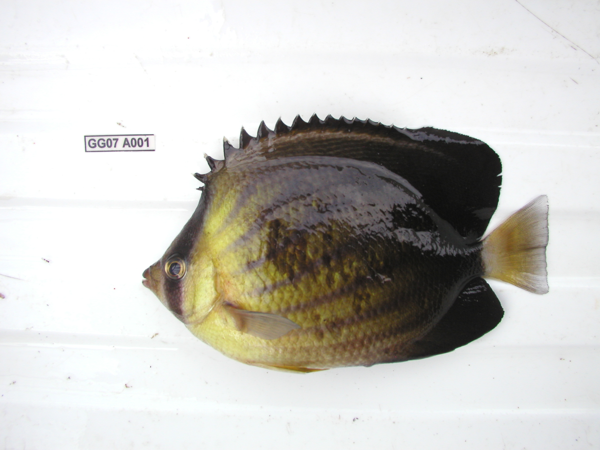 Brown butterflyfish (Chaetodon blackburnii) — Chaetodontidae — 3