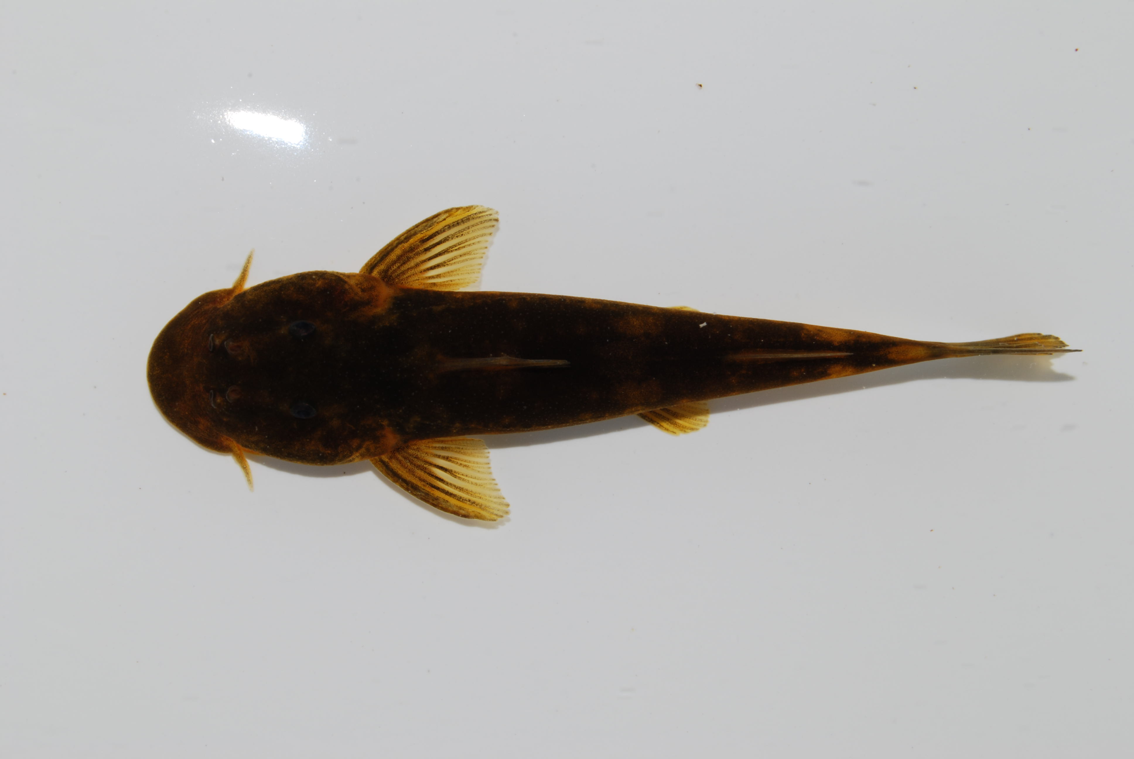Wimpel-zuigmeerval (Chiloglanis anoterus) — Mochokidae — 4