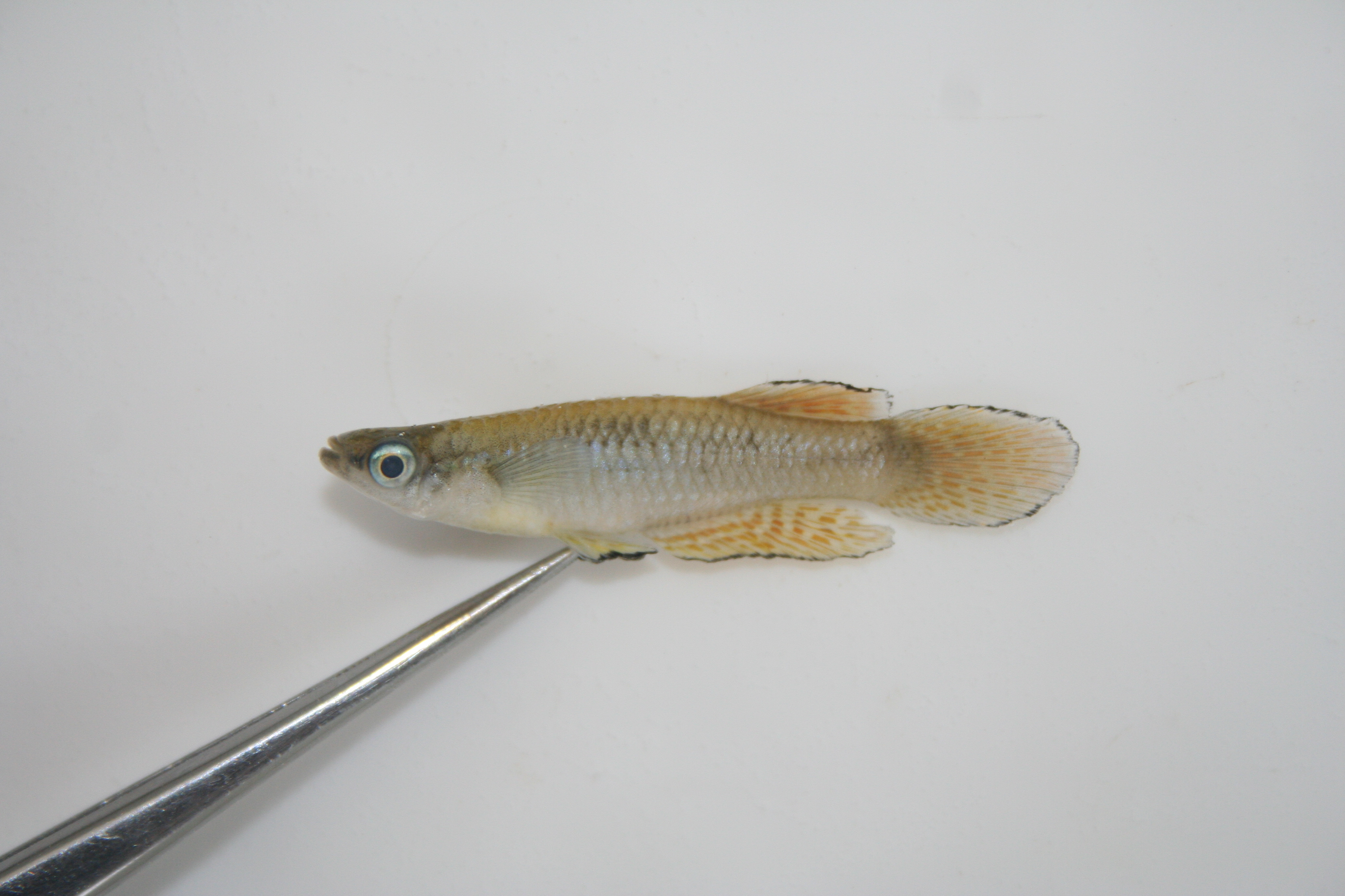 Big tailed lampeye (Lacustricola macrurus) — Poeciliidae — 2