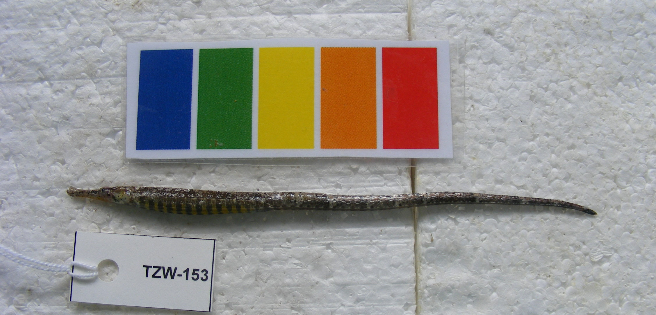 Banded freshwater pipefish (Hippichthys spicifer) — Syngnathidae — 2