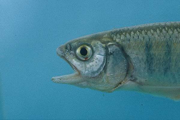 Tweddle's minnow (Opsaridium tweddleorum) — Cyprinidae — 4