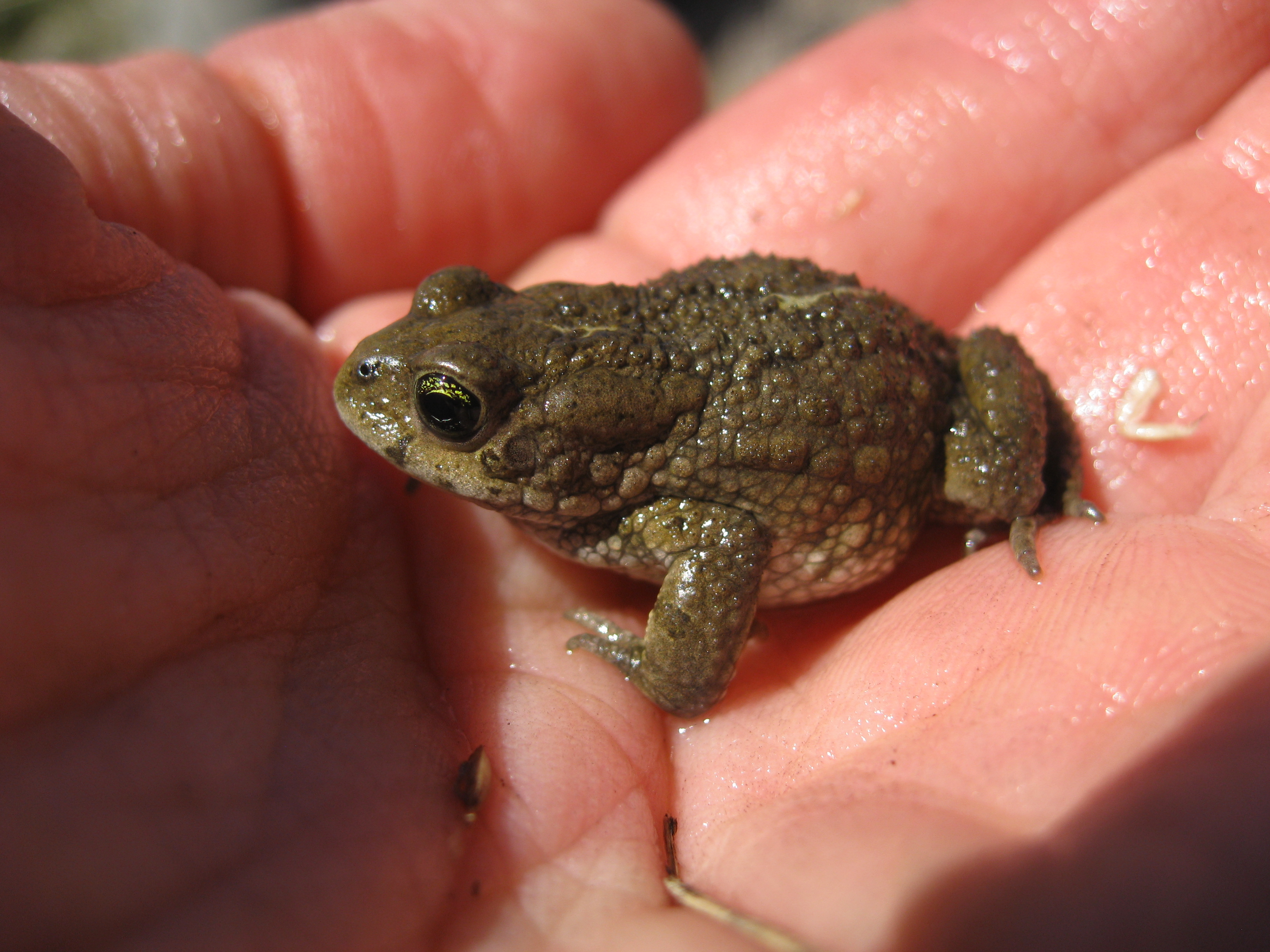 Amathole Toad, Vandijkophrynus amatolicus