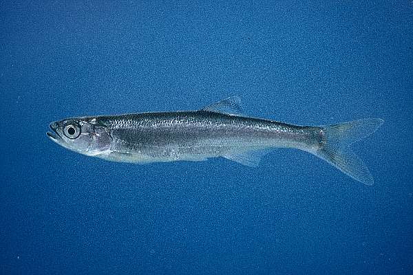 Sanjika (Opsaridium microlepis) — Cyprinidae