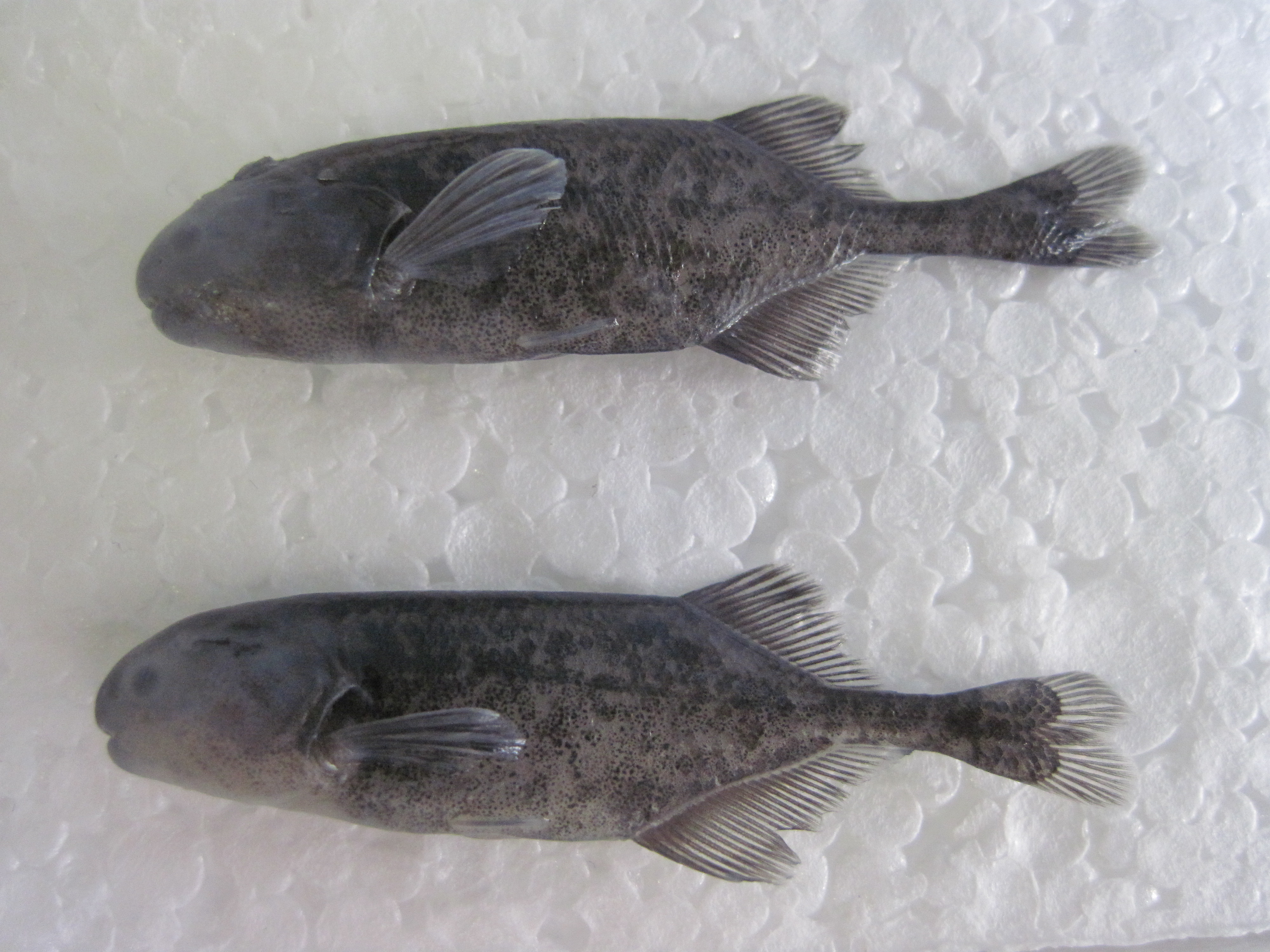Dwarf stonebasher (Pollimyrus castelnaui) — Mormyridae