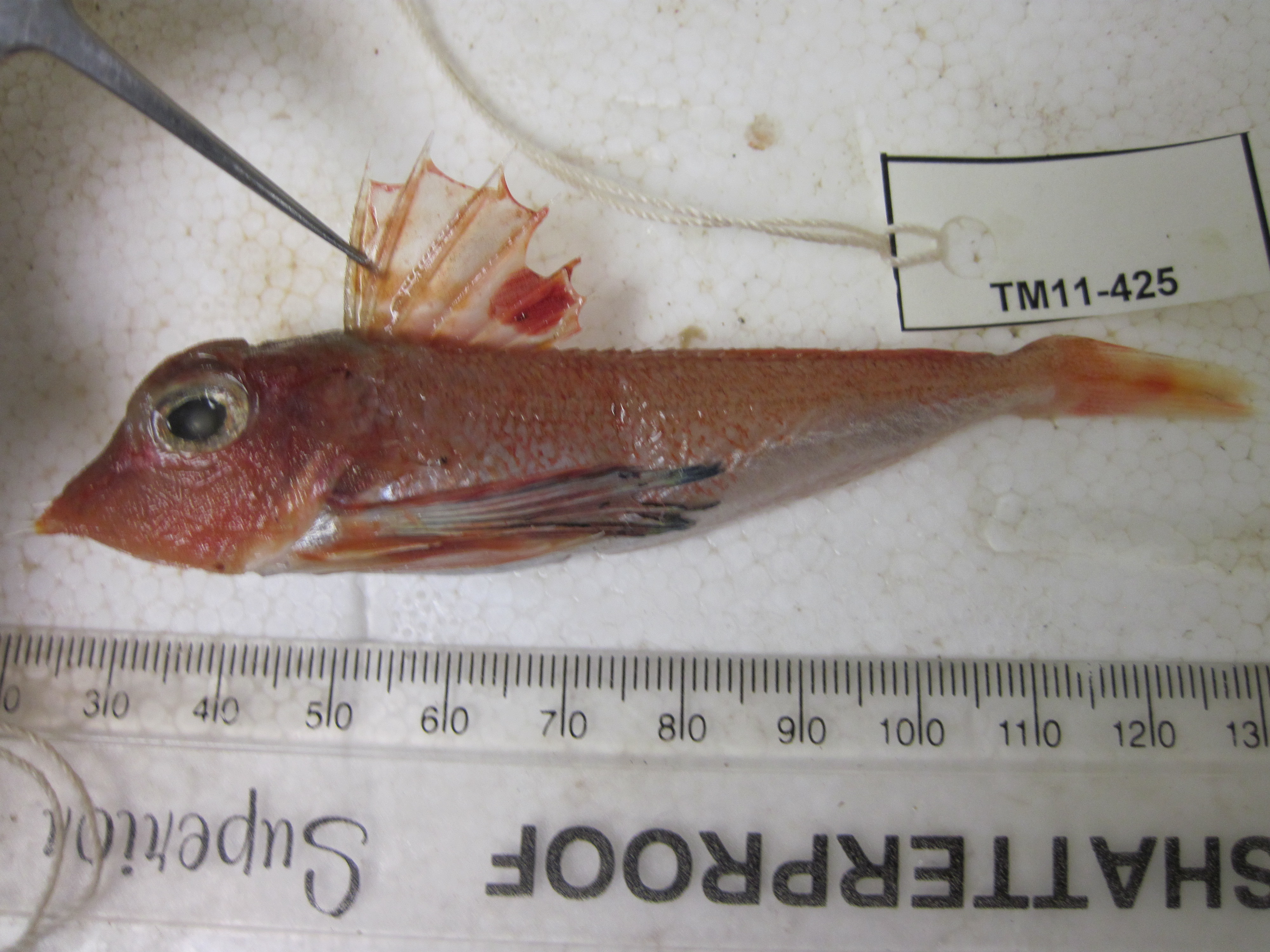Stekelige poon (Lepidotrigla faurei) — Triglidae — 2