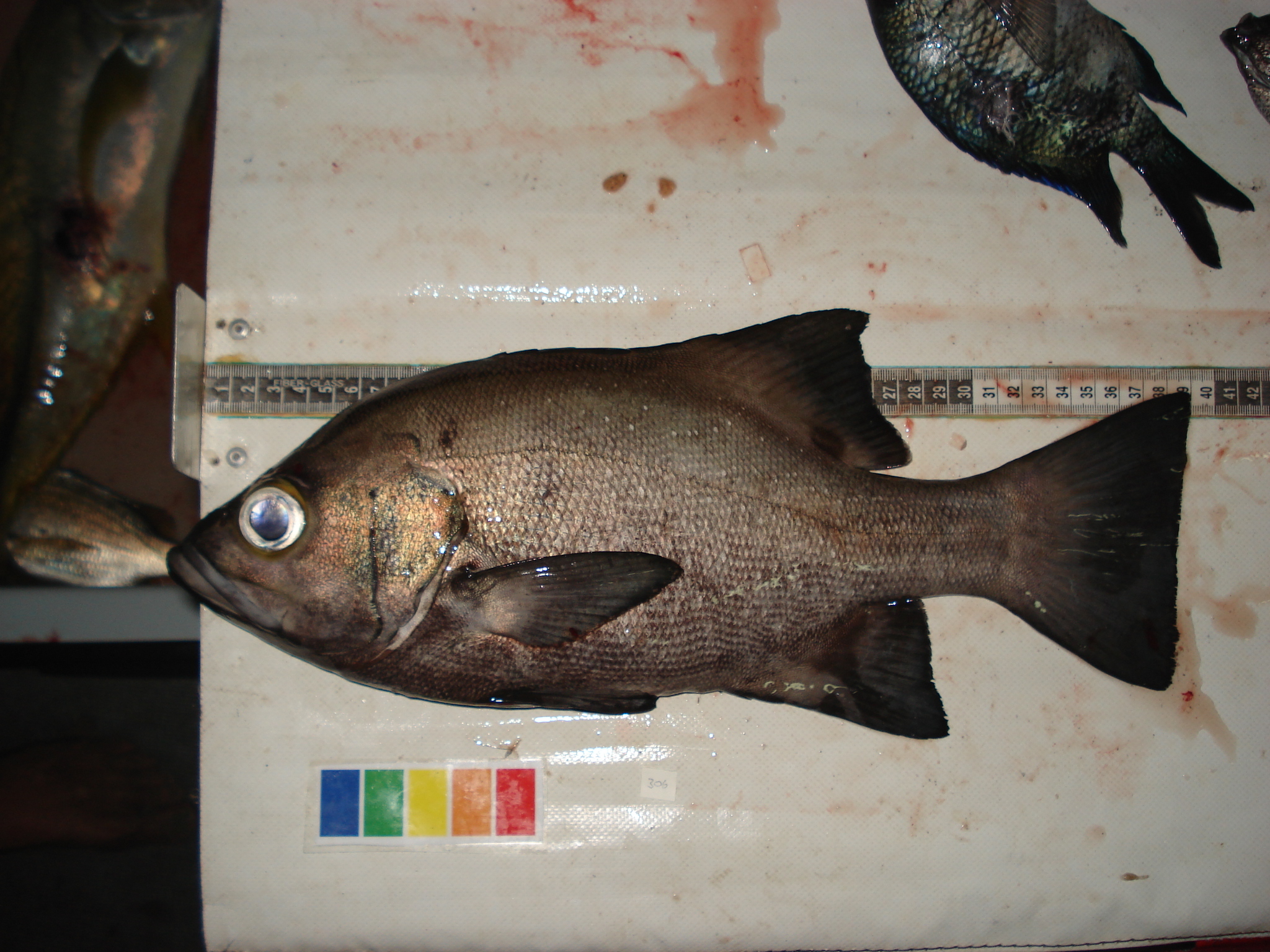 Cavebass (Dinoperca petersi) — Dinopercidae — 3