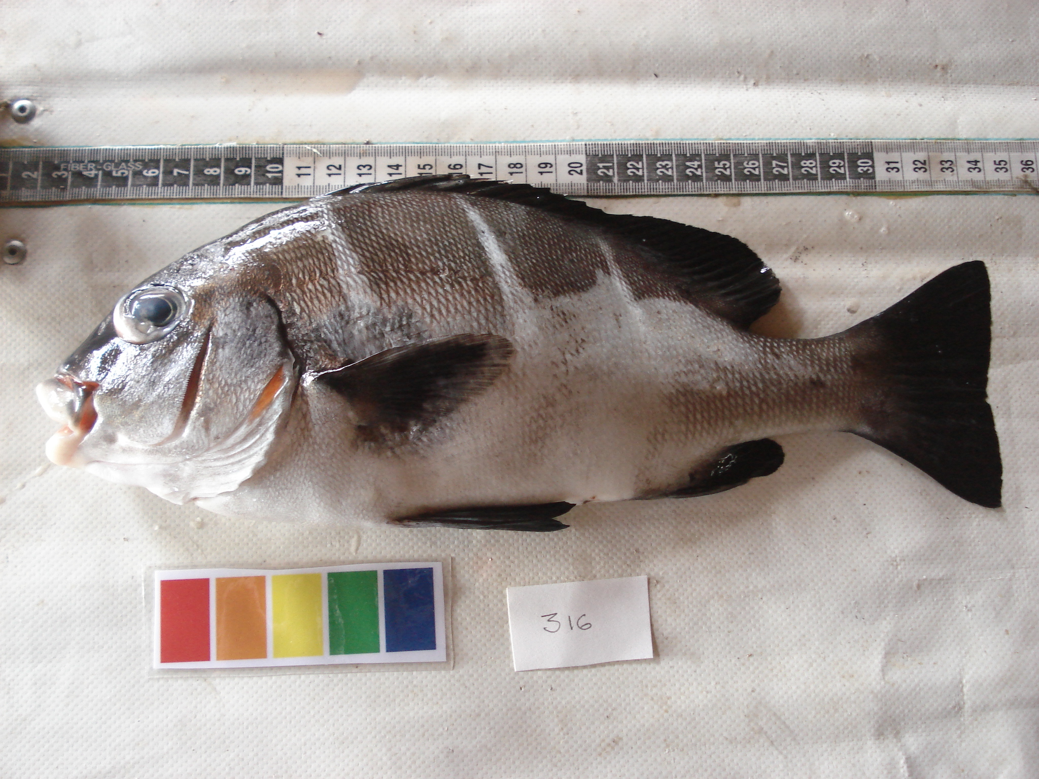 Whitebarred rubberlips (Plectorhinchus playfairi) — Haemulidae — 3