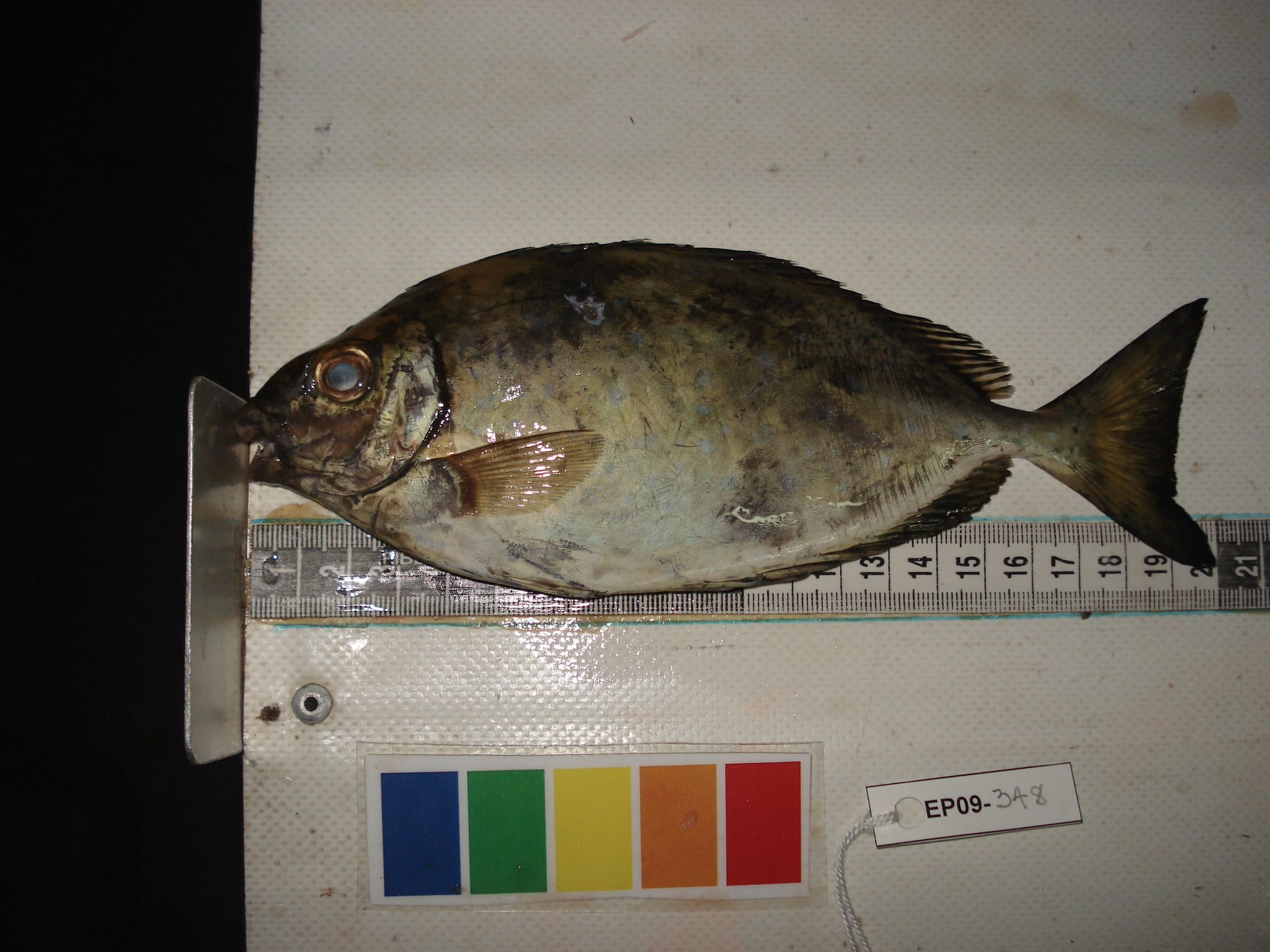 African whitespotted rabbitfish (Siganus sutor) — Siganidae — 2