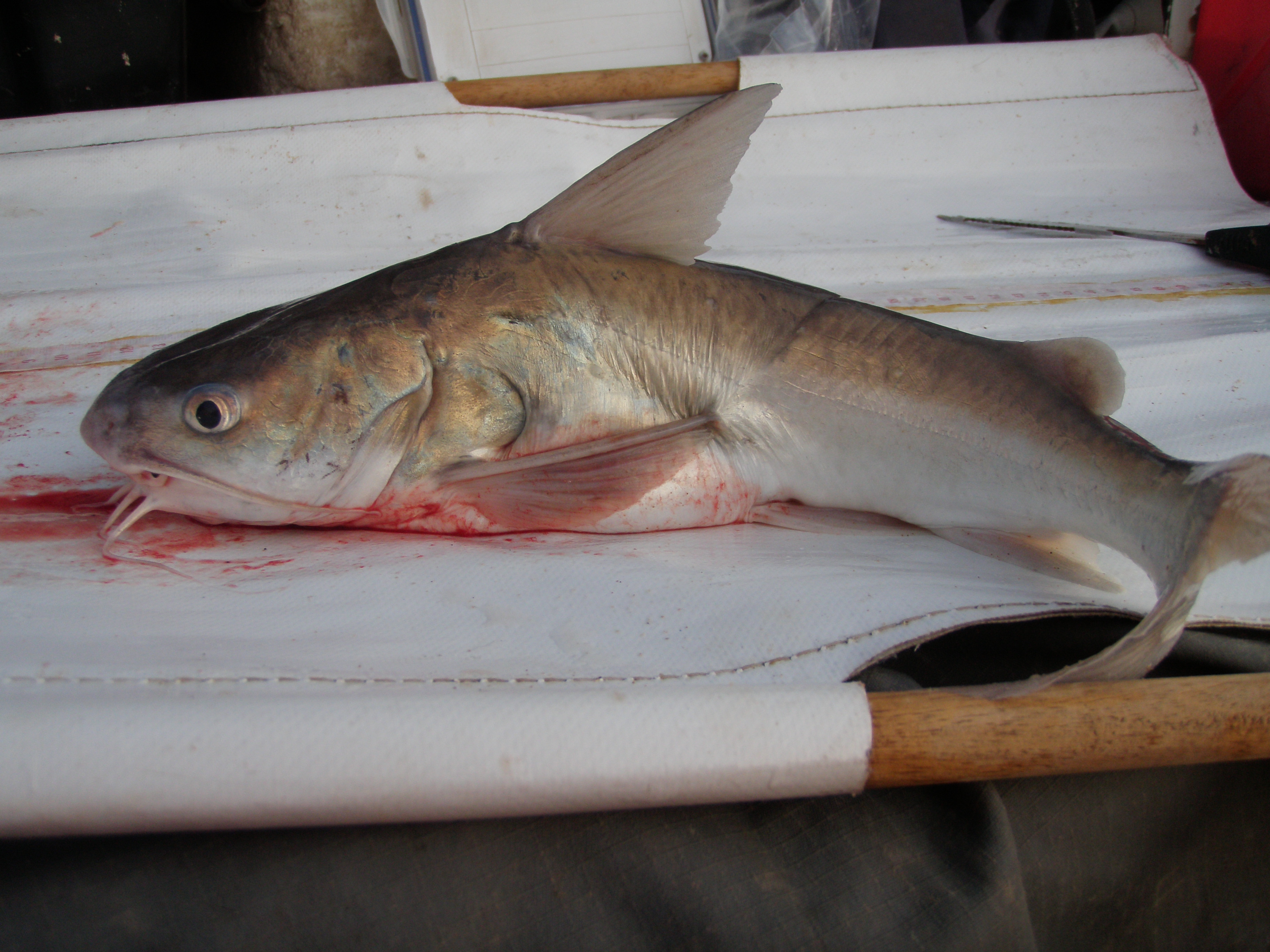 Barber (Galeichthys feliceps) — Ariidae — 3