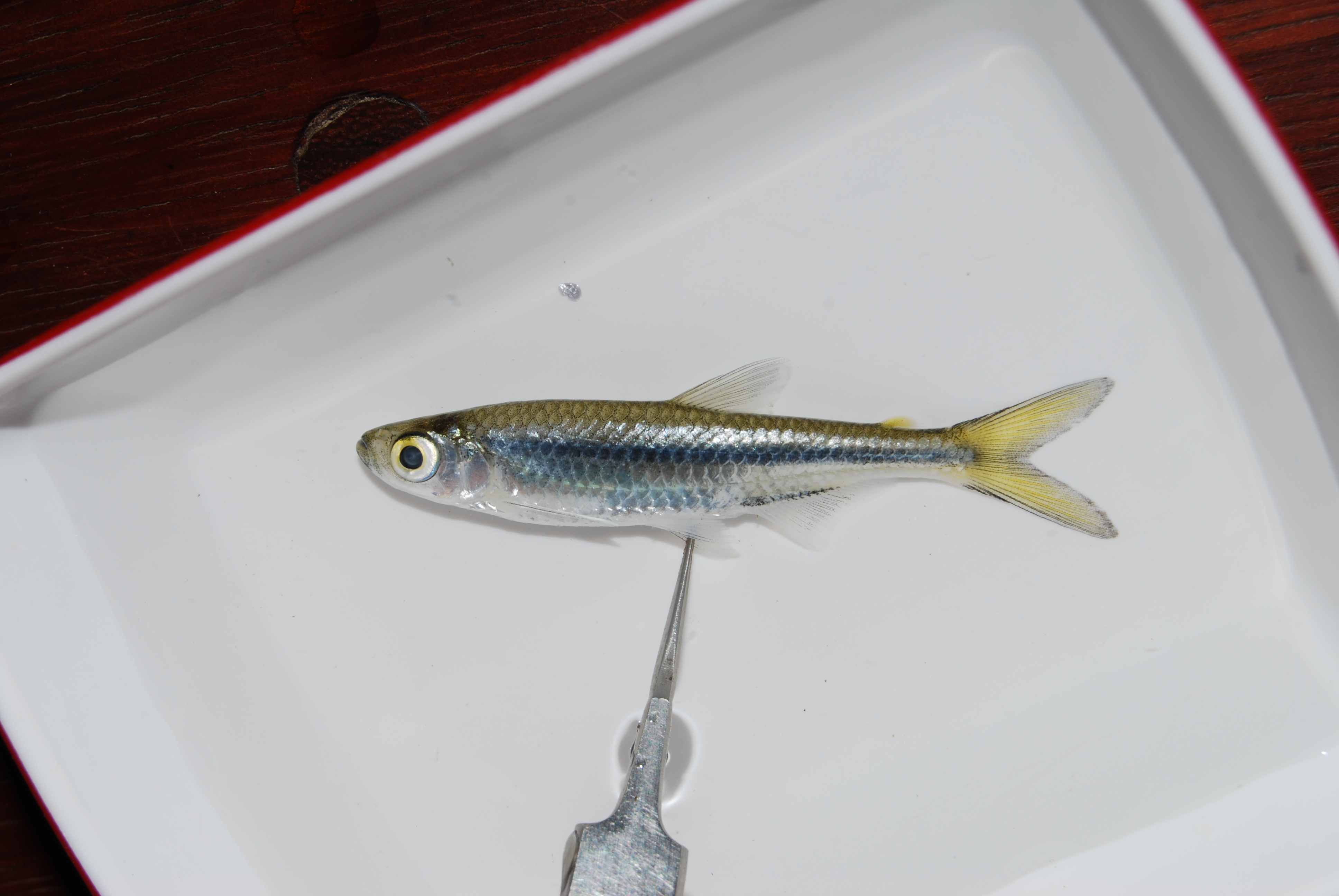 Slender robber (Rhabdalestes rhodesiensis) — Alestidae — 2