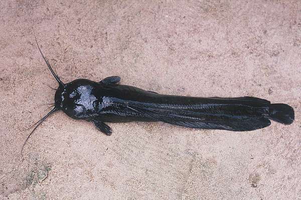 Breedkop-meerval (Clariallabes platyprosopos) — Clariidae — 2