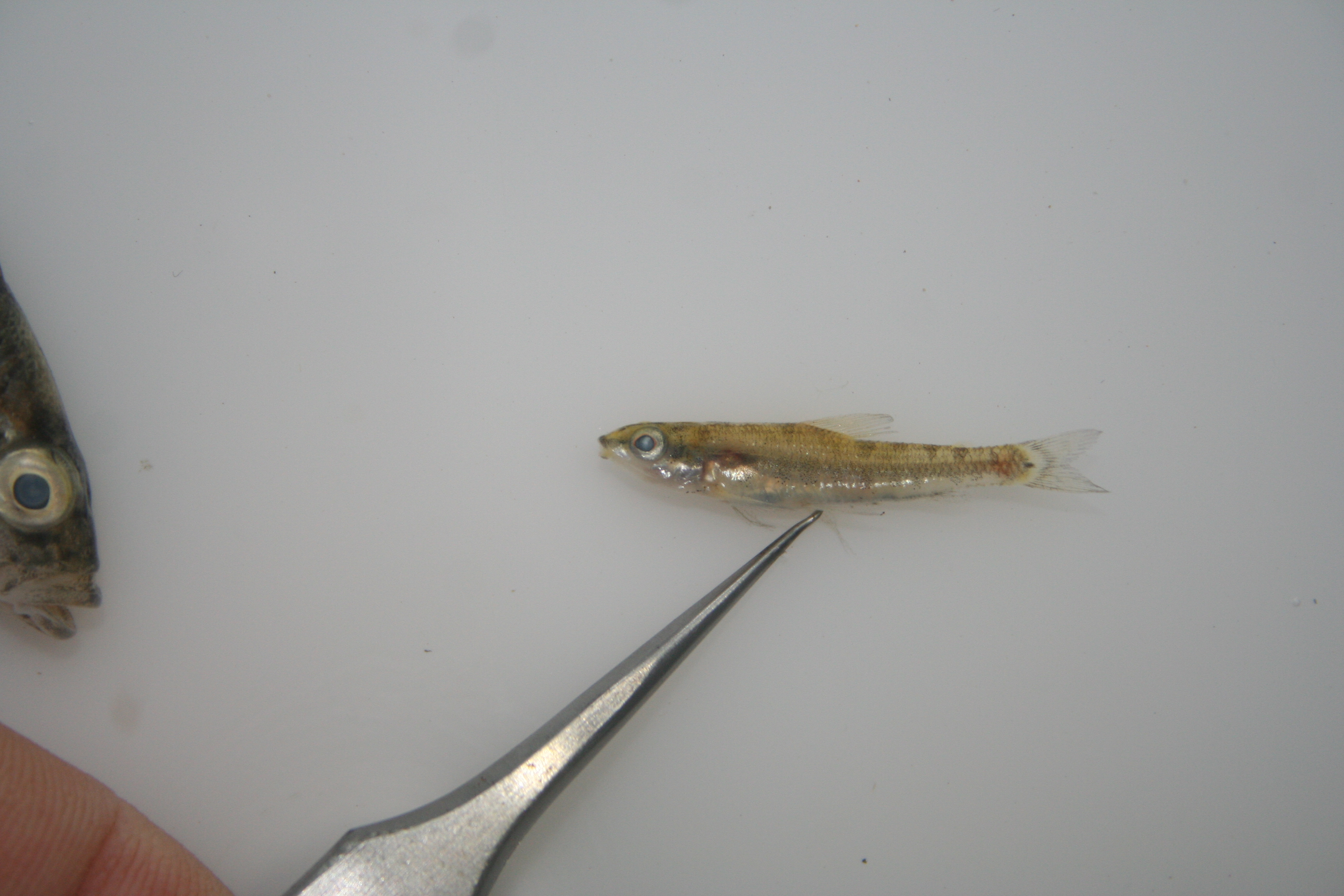 Striped African darter (Nannocharax lineostriatus) — Distichodontidae — 5