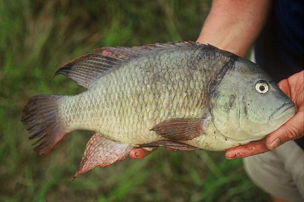 Pink bream (Sargochromis giardi) — Cichlidae — 2