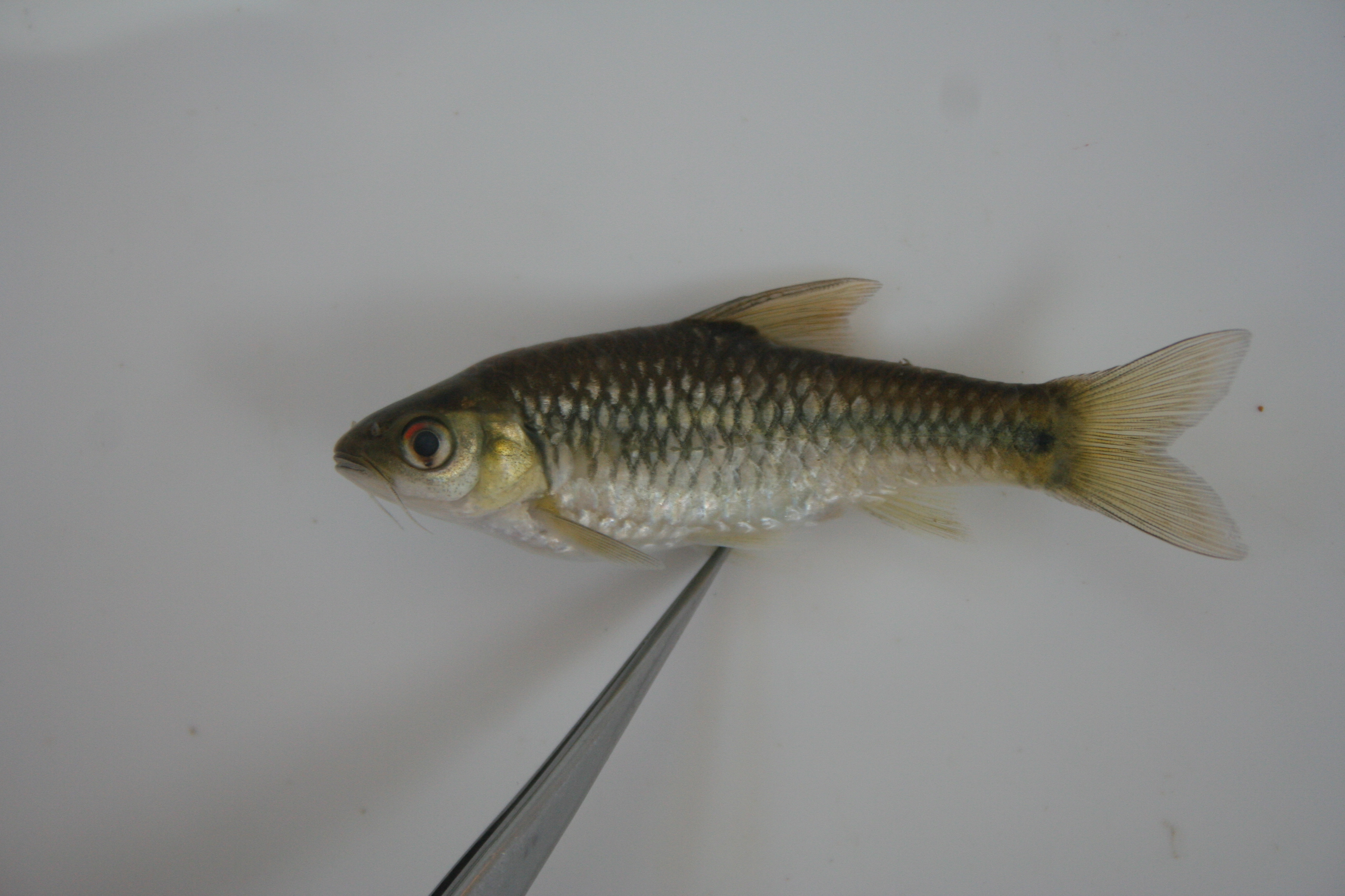 Gillbar barb (Enteromius kessleri) — Cyprinidae — 2