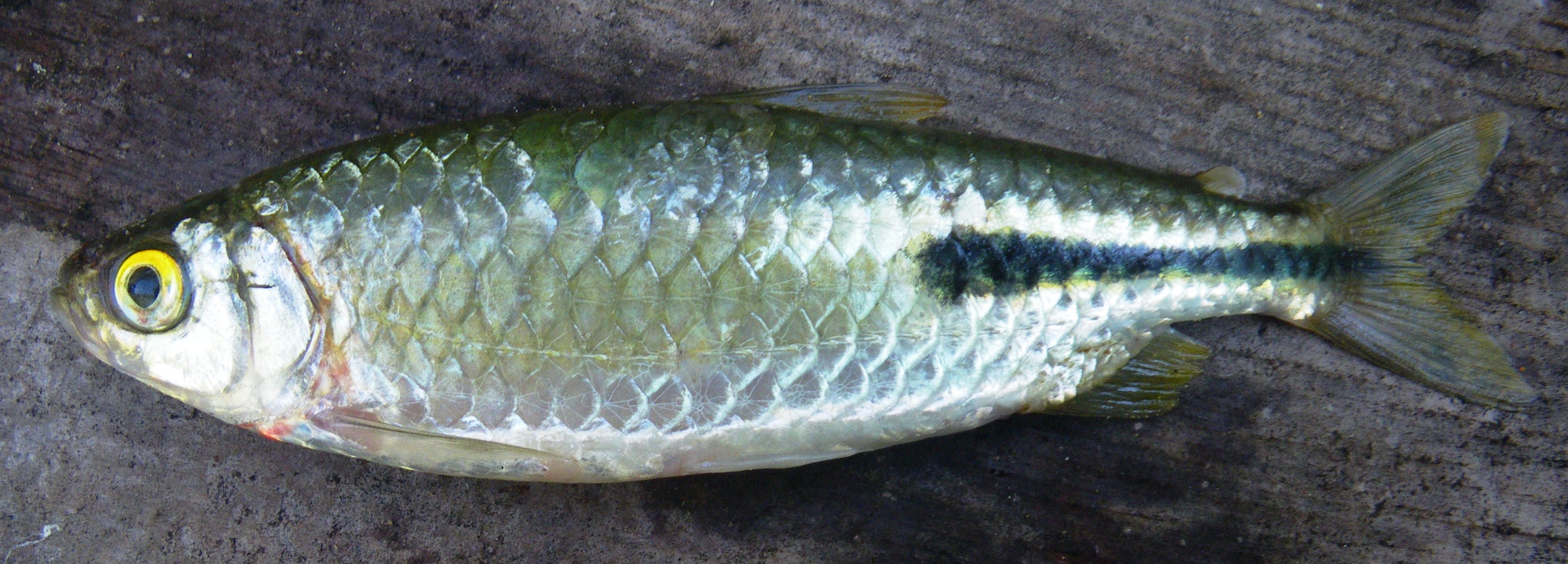 Peringueys Afrikaanse zalm (Brycinus peringueyi) — Alestidae — 5