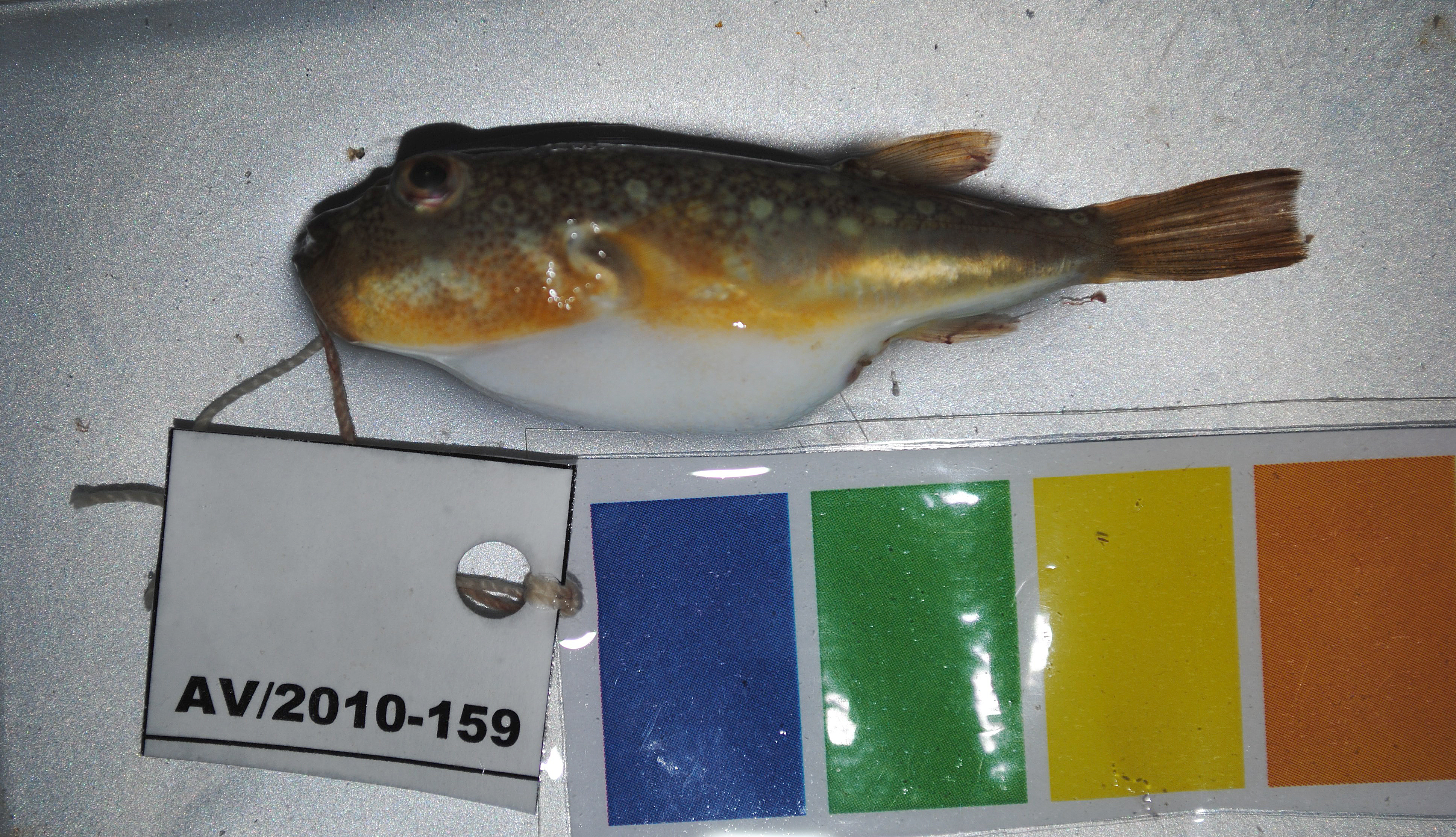 Boereboom-kogelvis (Amblyrhynchotes honckenii) — Tetraodontidae — 3