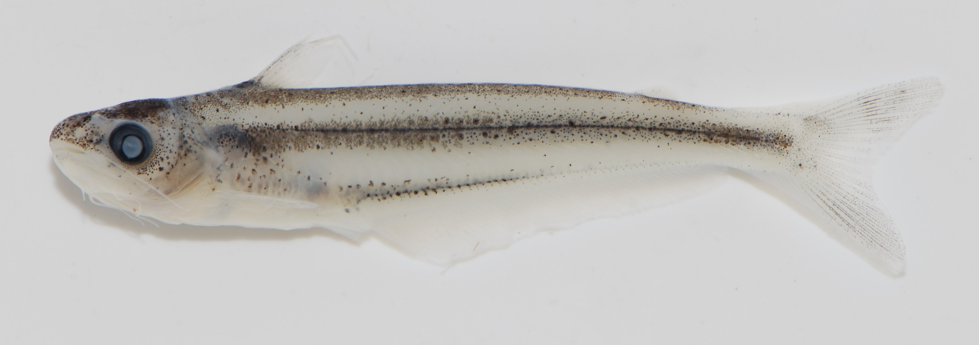 African glass catfish (Pareutropius debauwi) — Schilbeidae — 2