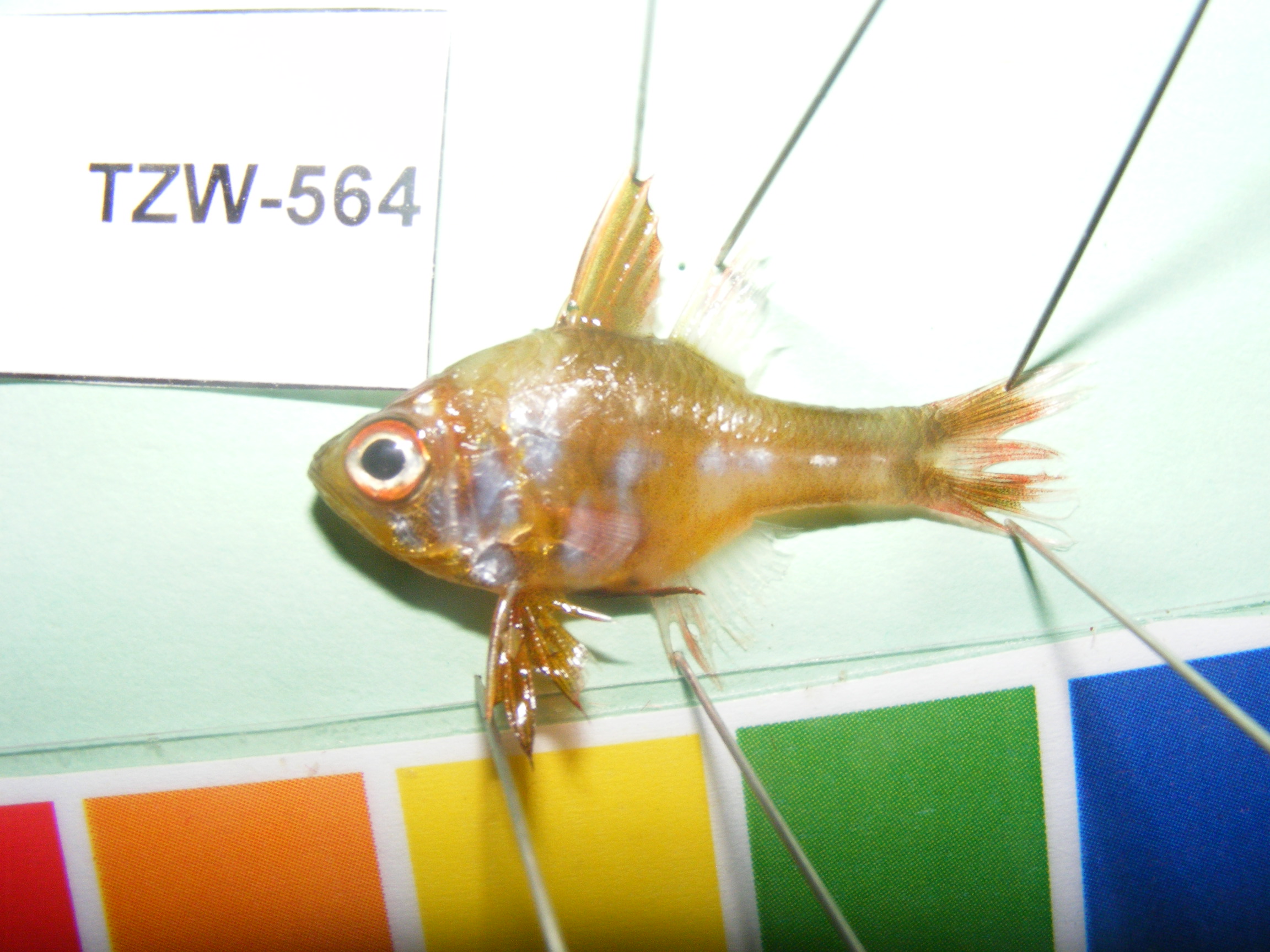 Blackfoot cardinalfish (Ostorhinchus nigripes) — Apogonidae — 2