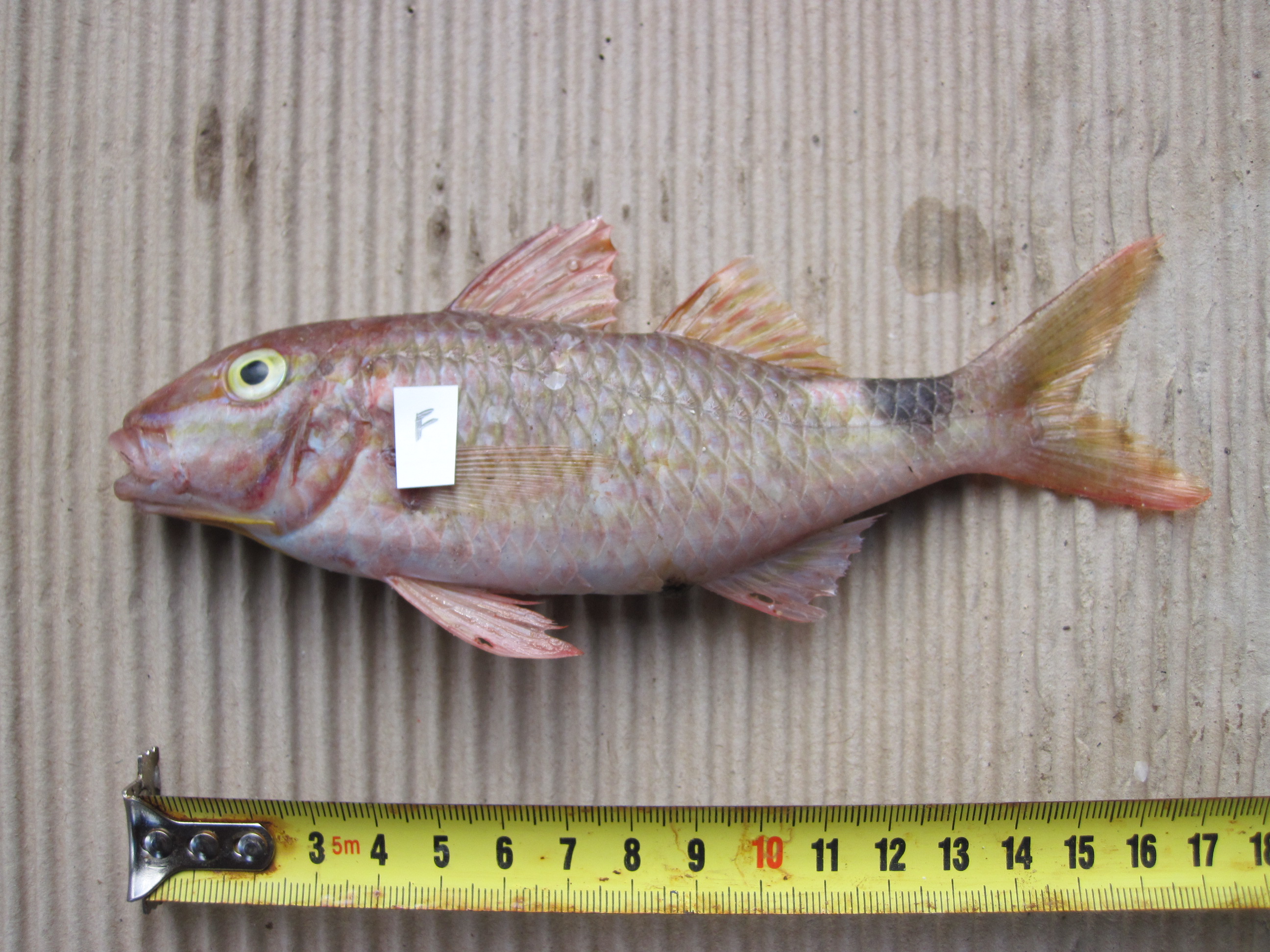 Rosy goatfish (Parupeneus rubescens) — Mullidae — 3