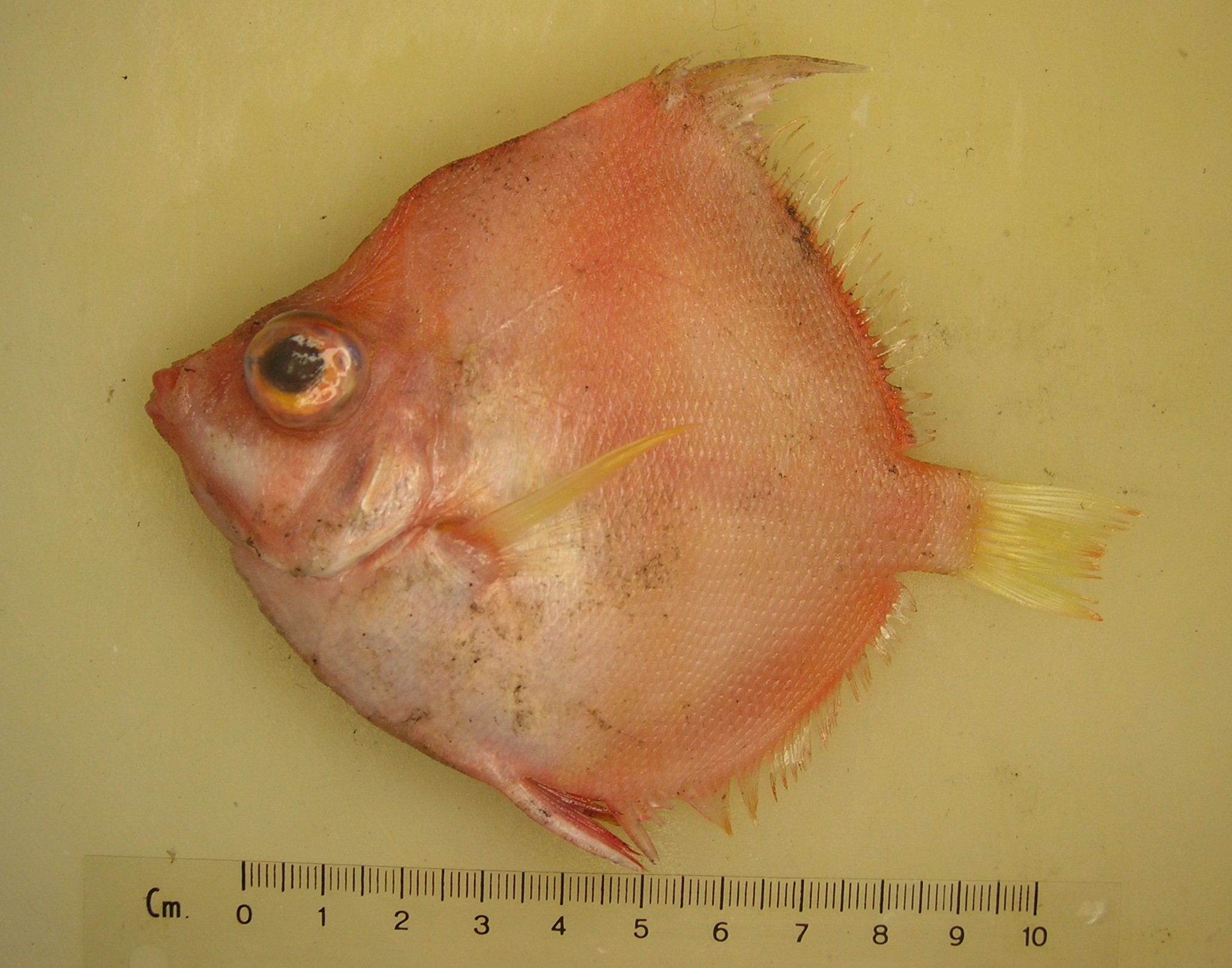 Boarfish (Antigonia rubescens) — Caproidae