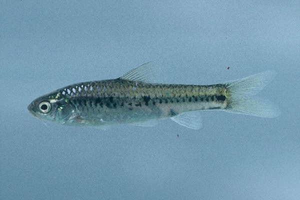 Dash-dot barb (Enteromius atkinsoni) — Cyprinidae — 5
