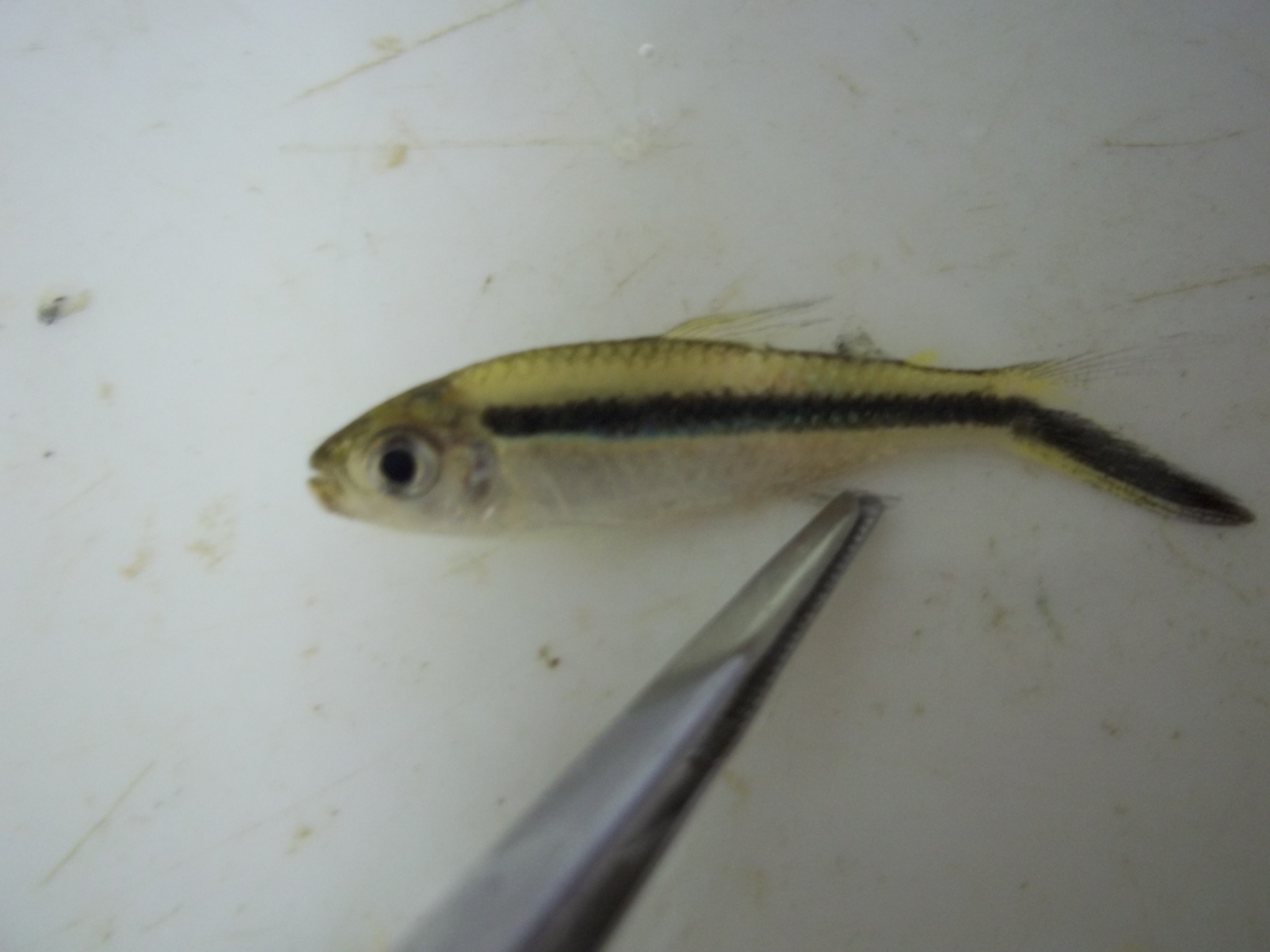 Blackline penguinfish (Thayeria boehlkei) — Characidae — 2