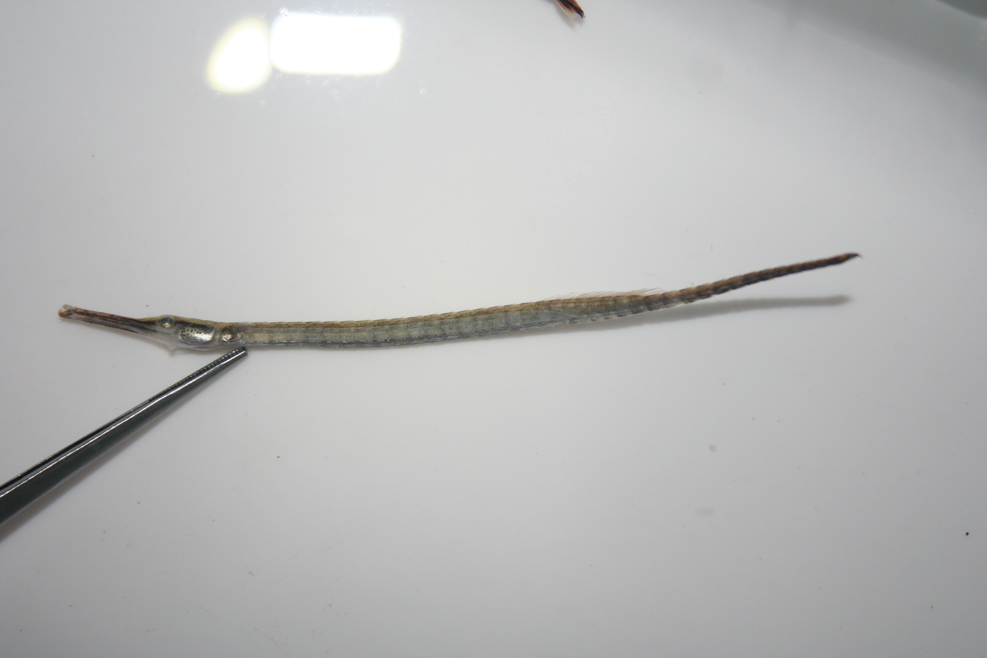 Afrikaanse zoetwater-zeenaald (Microphis aculeatus) — Syngnathidae