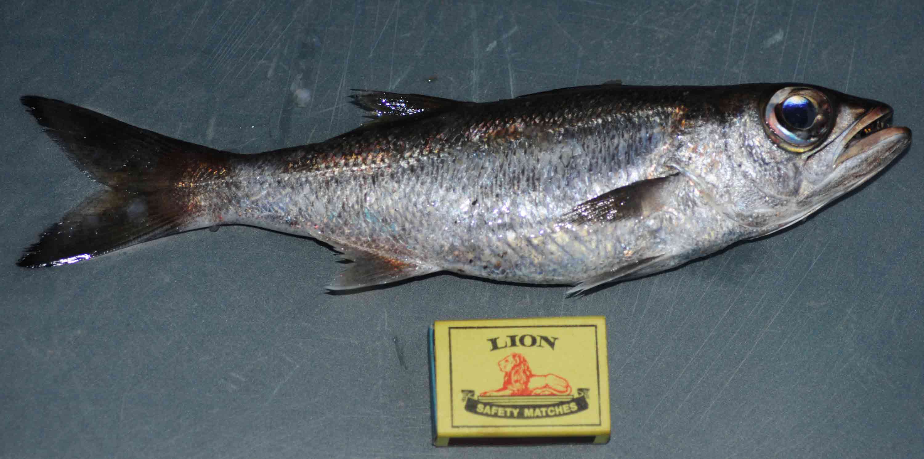 Gnomefish (Scombrops boops) — Scombropidae — 2