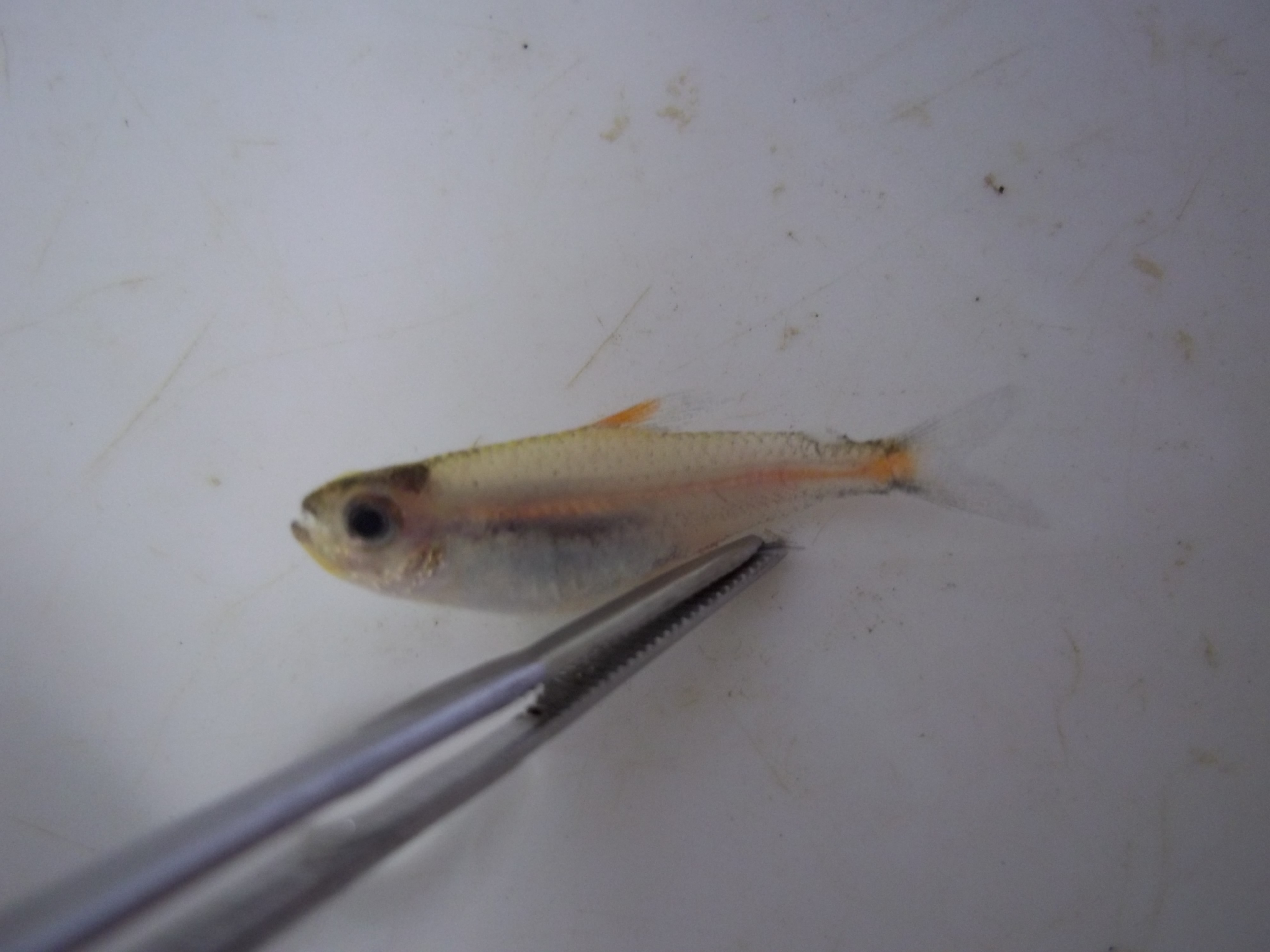 Glowlight tetra (Hemigrammus erythrozonus) — Characidae — 2