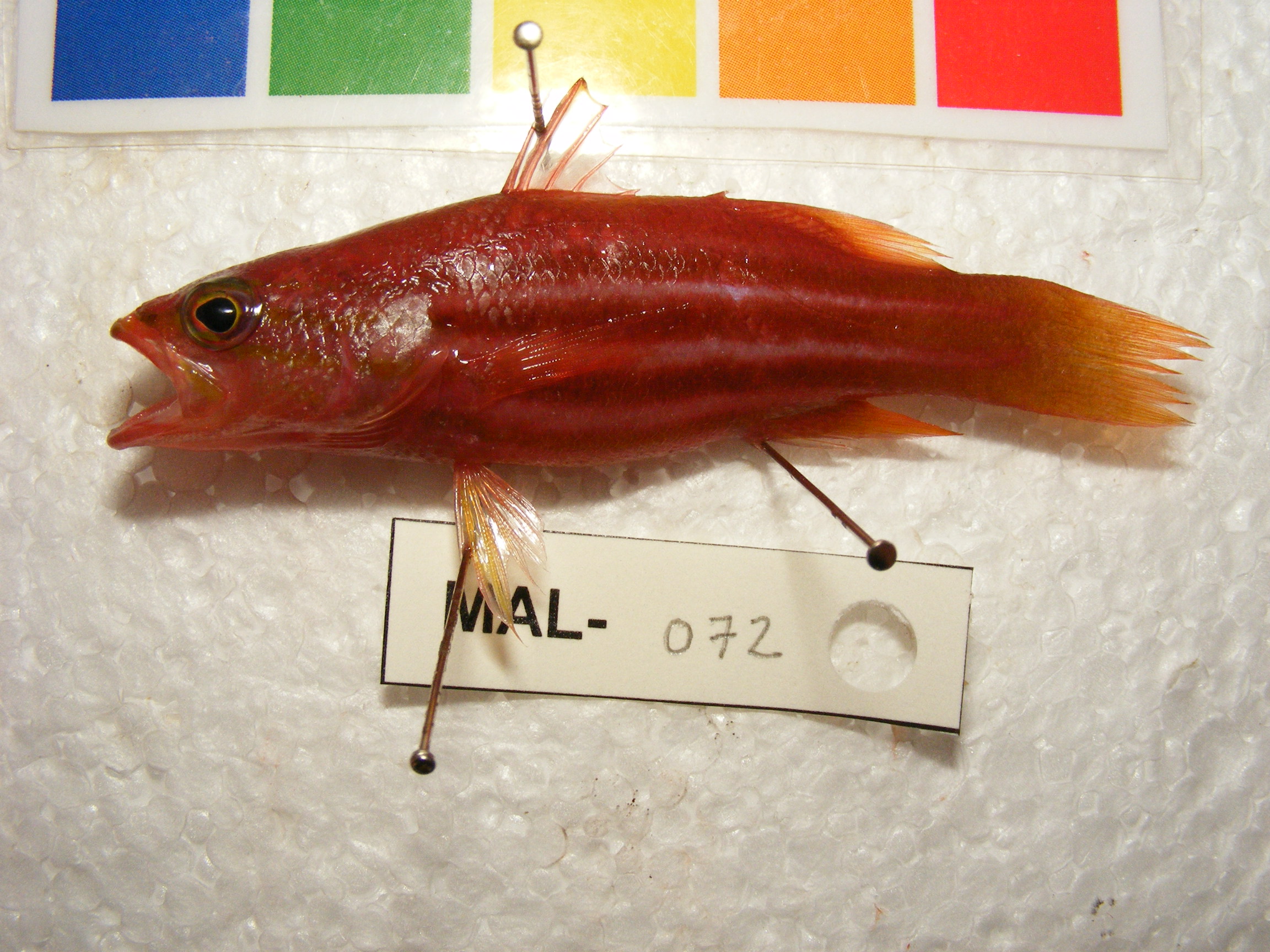 African basslet (Liopropoma africanum) — Serranidae — 2
