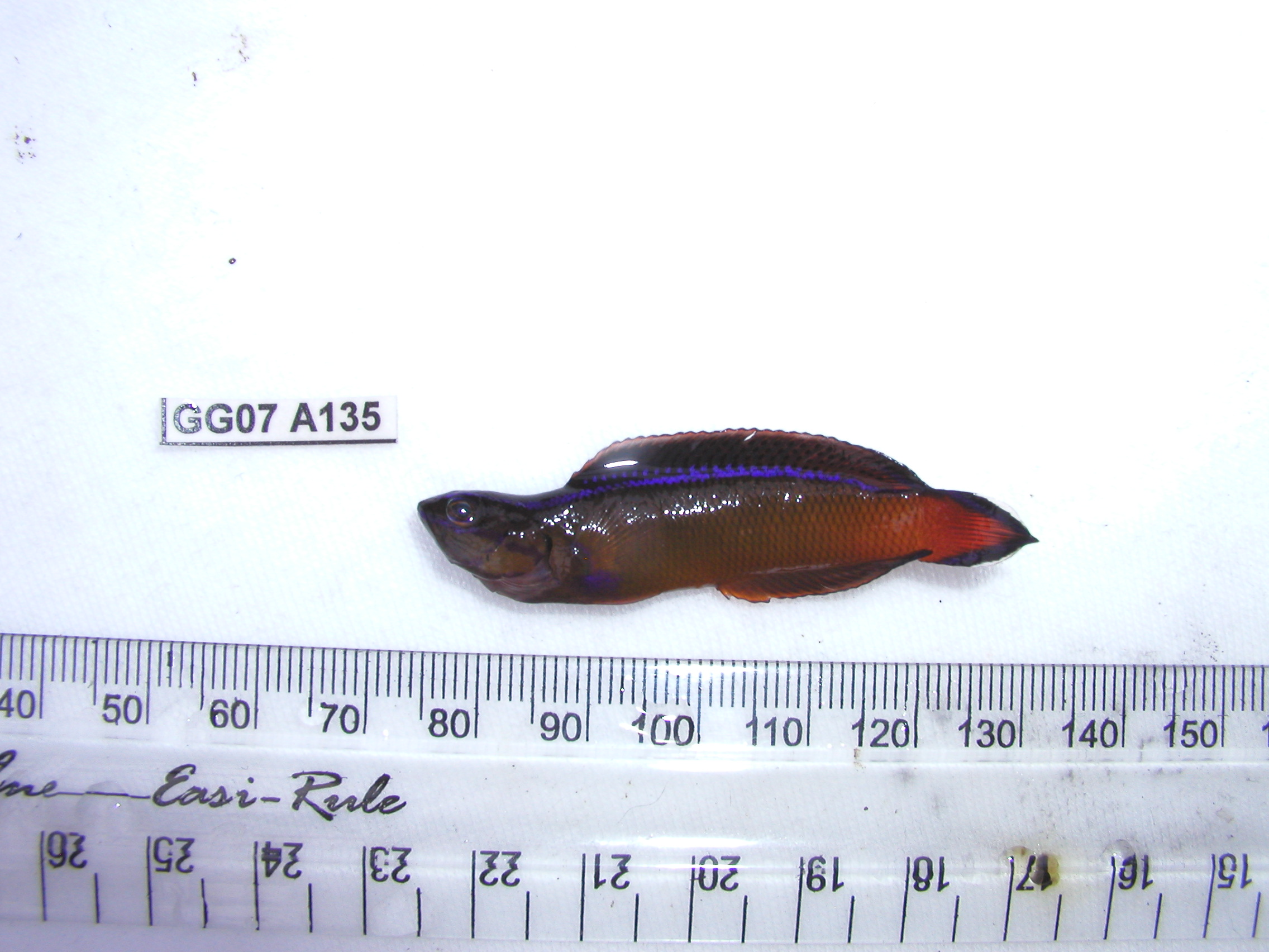 Du Toit's dottyback (Pseudochromis dutoiti) — Pseudochromidae — 3