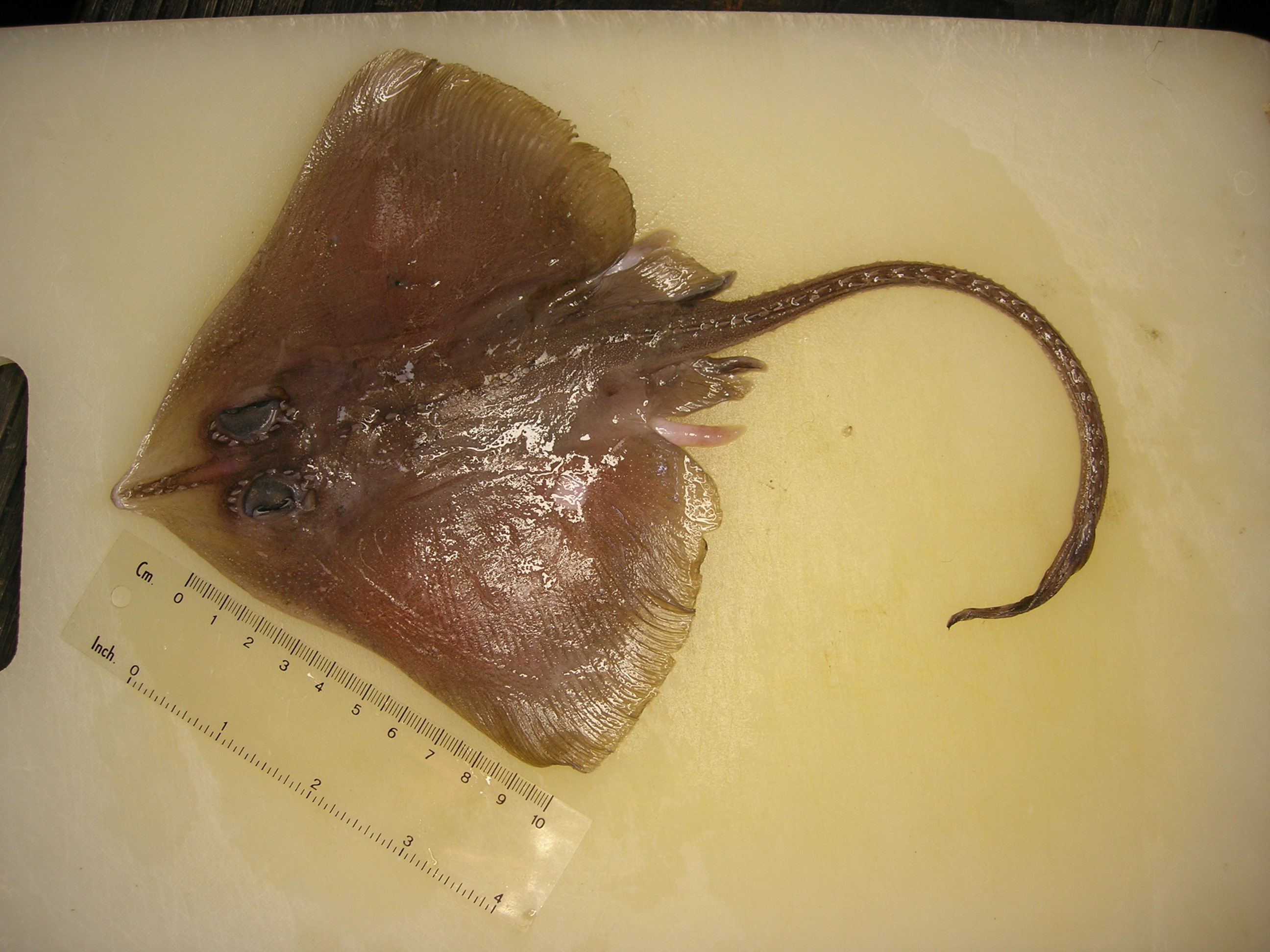 Roughnose leg skate (Cruriraja parcomaculata) — Rajidae