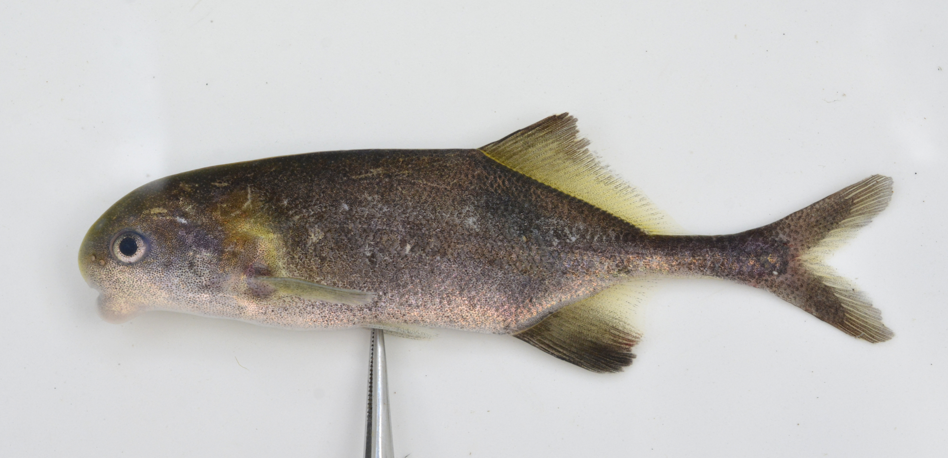 Zambezi parrotfish (Cyphomyrus discorhynchus) — Mormyridae — 3