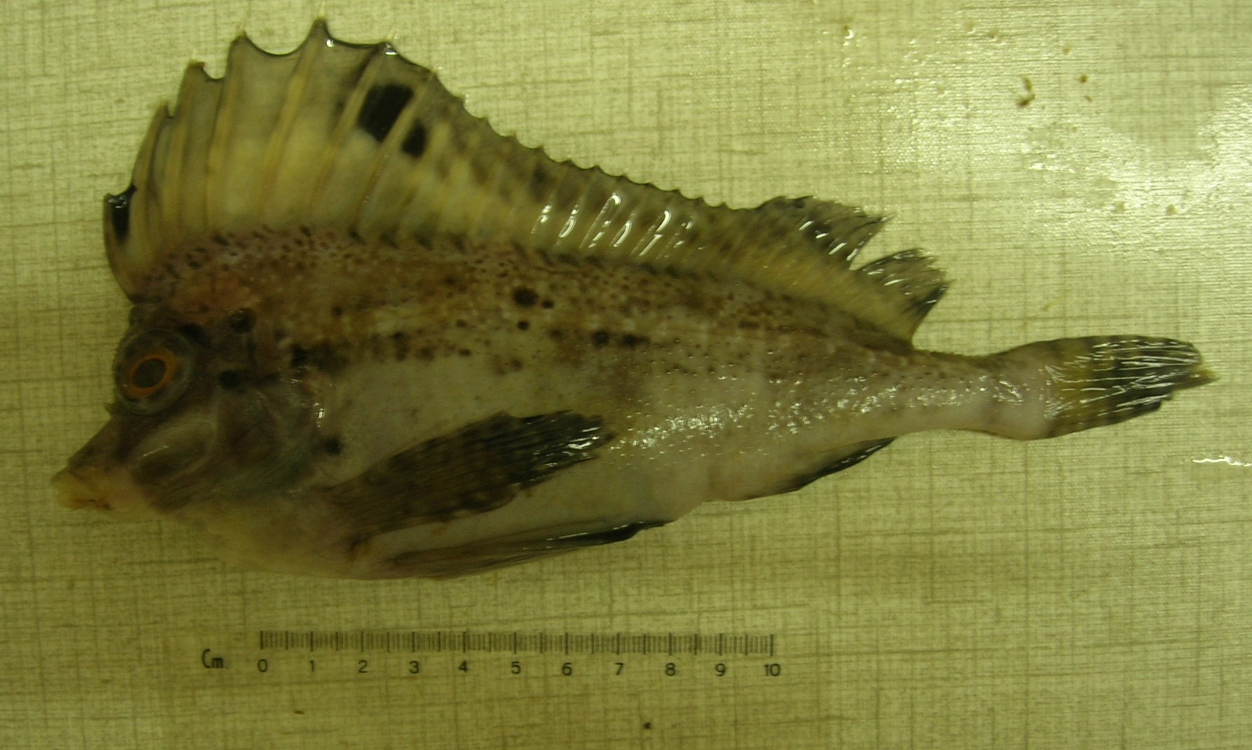 Stekel-varkensvis (Congiopodus spinifer) — Congiopodidae — 2