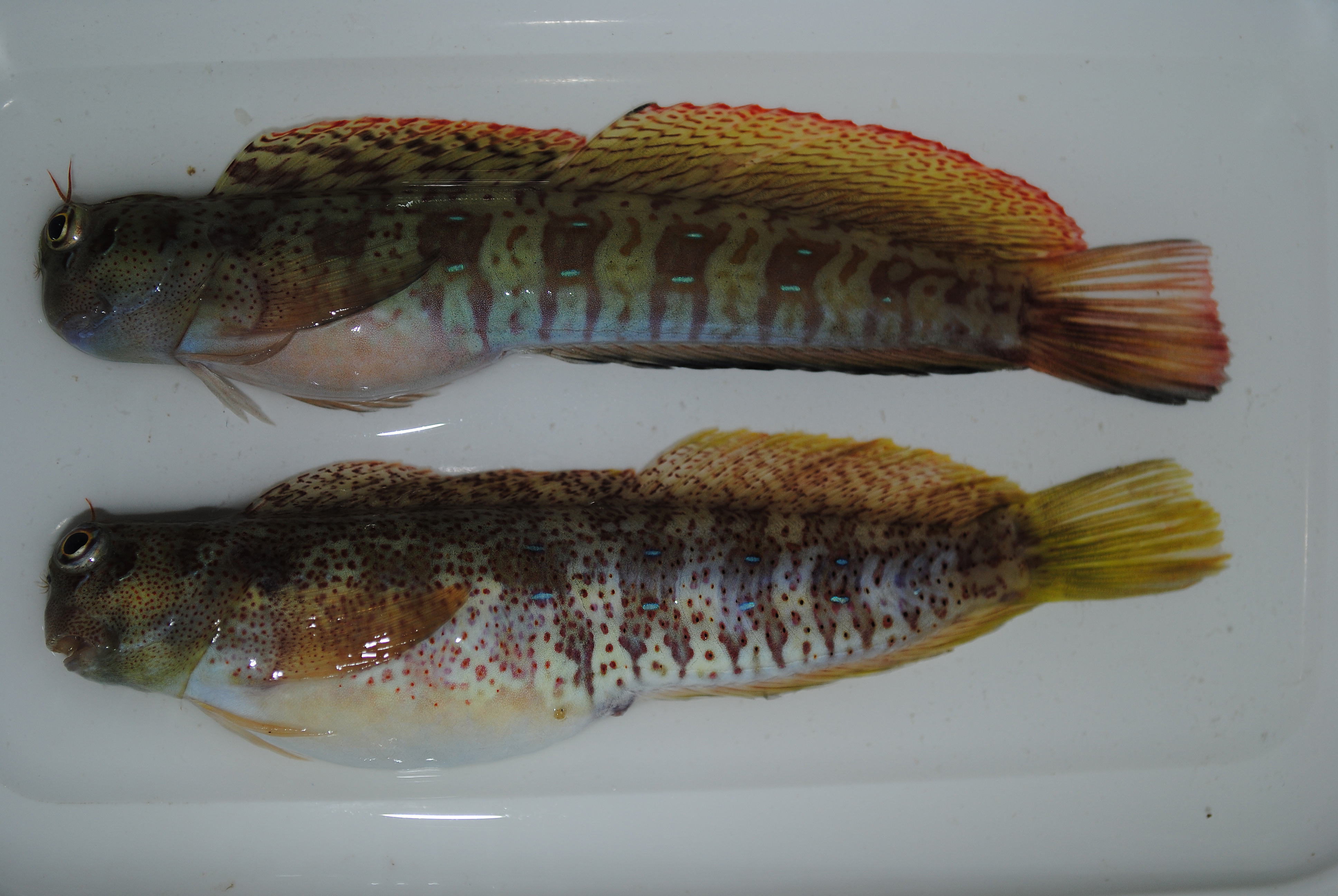 Beautiful rockskipper (Istiblennius bellus) — Blenniidae — 2