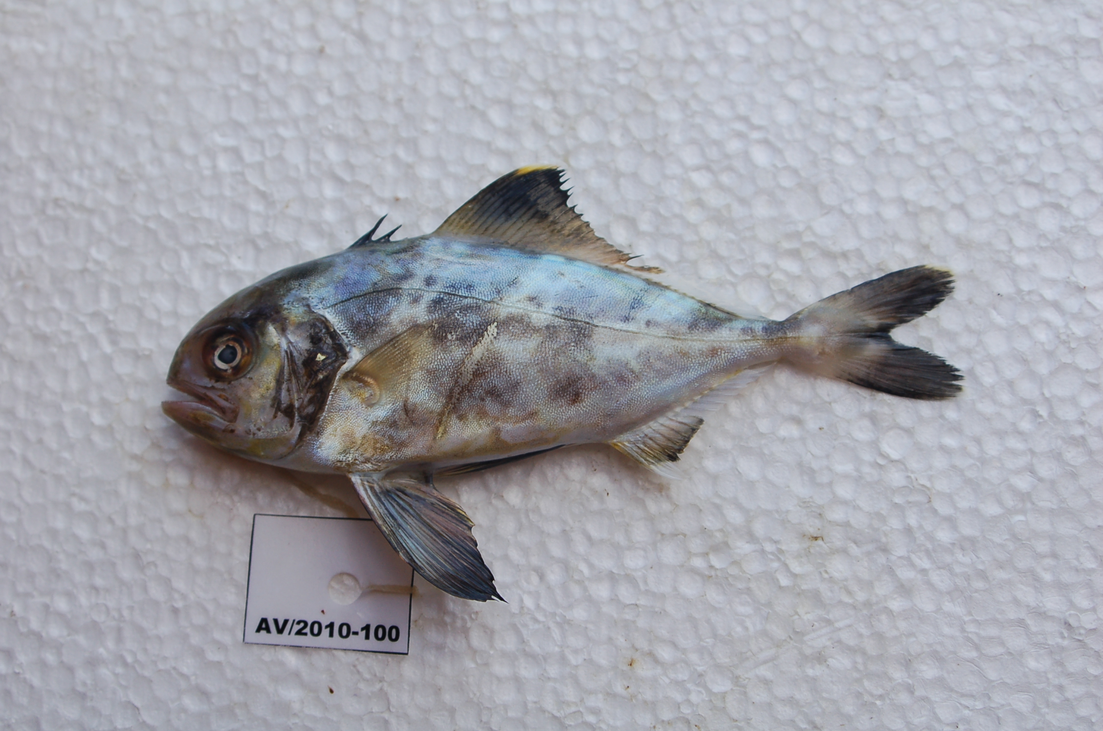 Pringle's barrelfish (Hyperoglyphe pringlei) — Centrolophidae