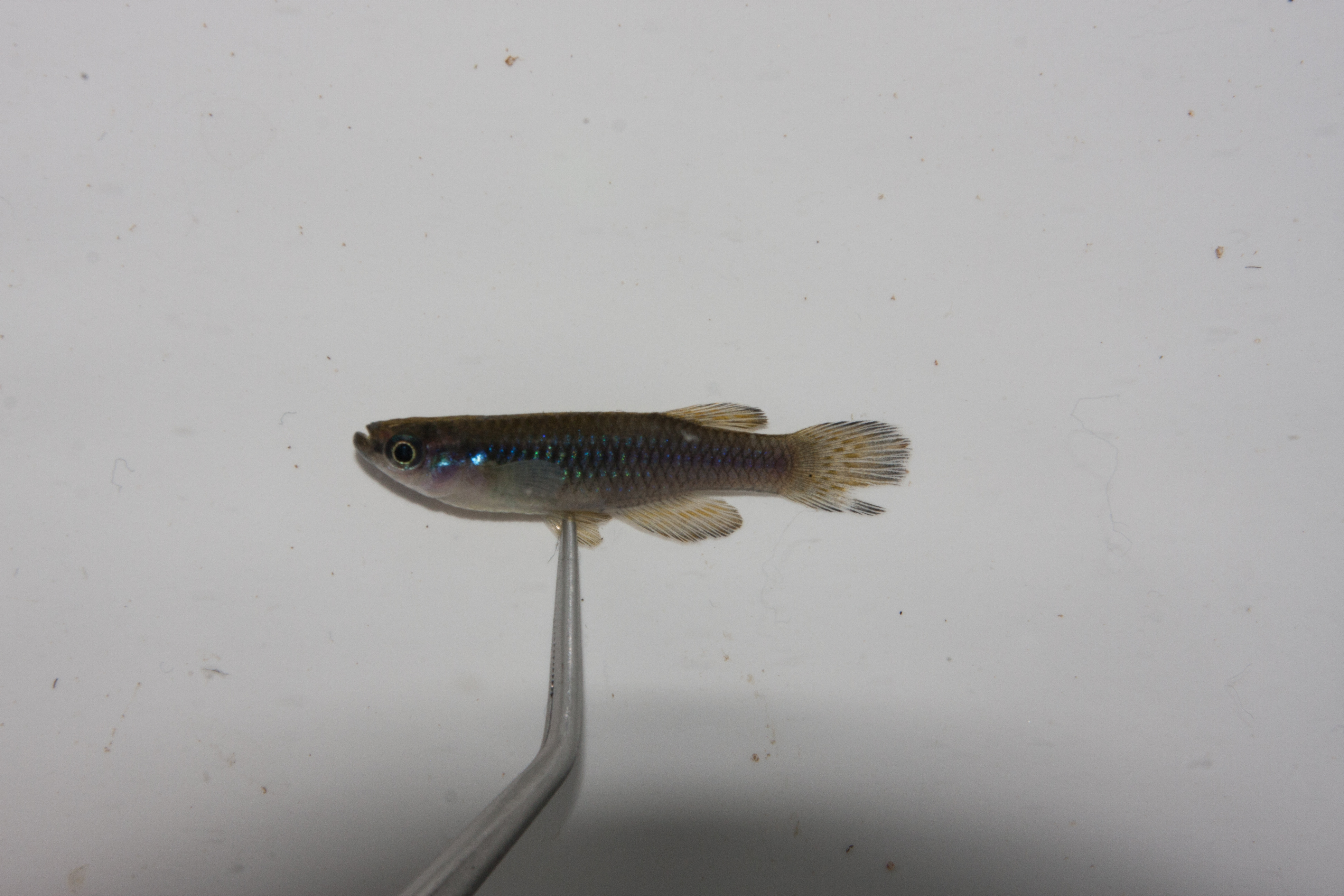 Natal lampeye (Lacustricola myaposae) — Poeciliidae — 3