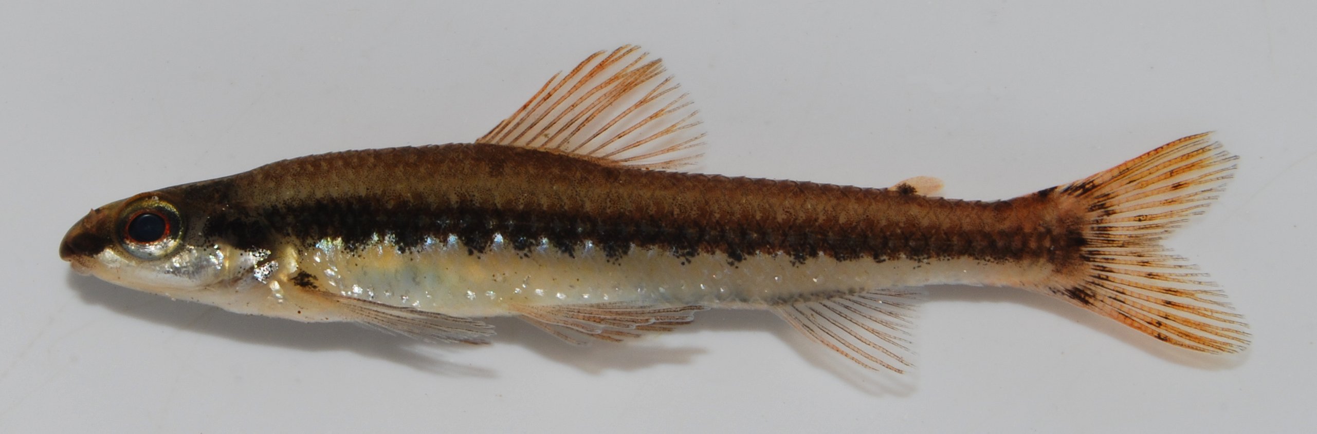 Broadbar citharine (Nannocharax macropterus) — Distichodontidae — 4