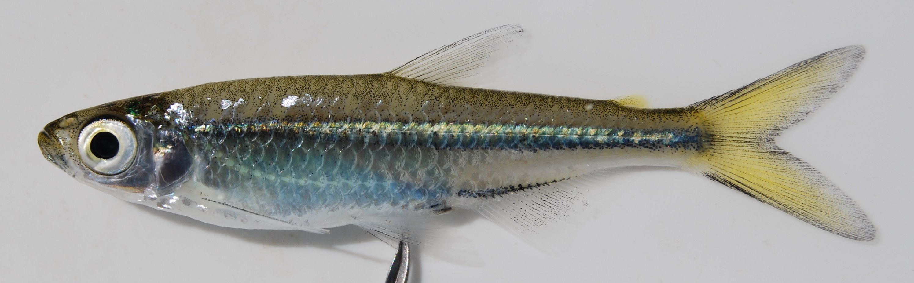 Okavango robber (Rhabdalestes maunensis) — Alestidae — 3