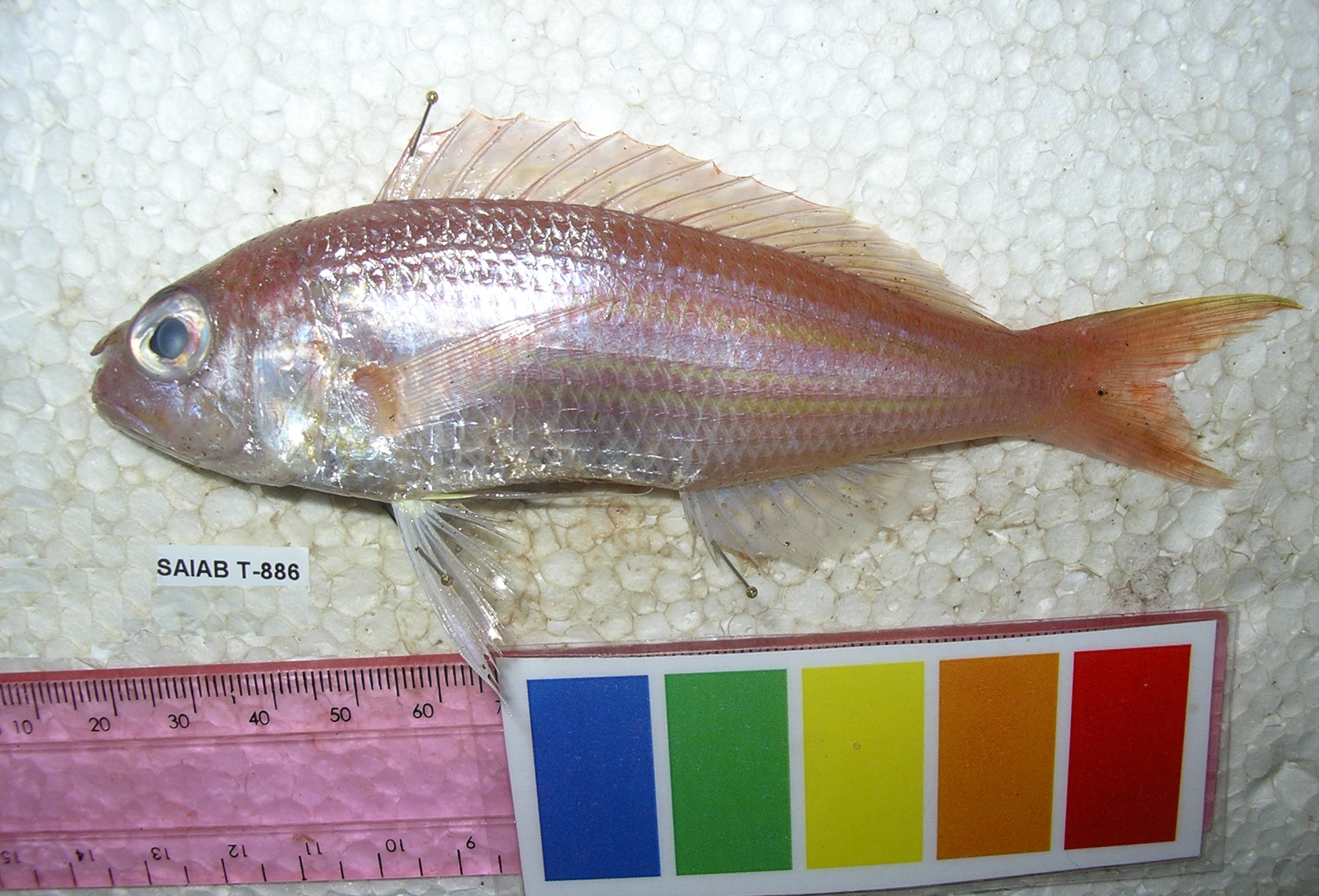 Randall's threadfin bream (Nemipterus randalli) — Nemipteridae — 5