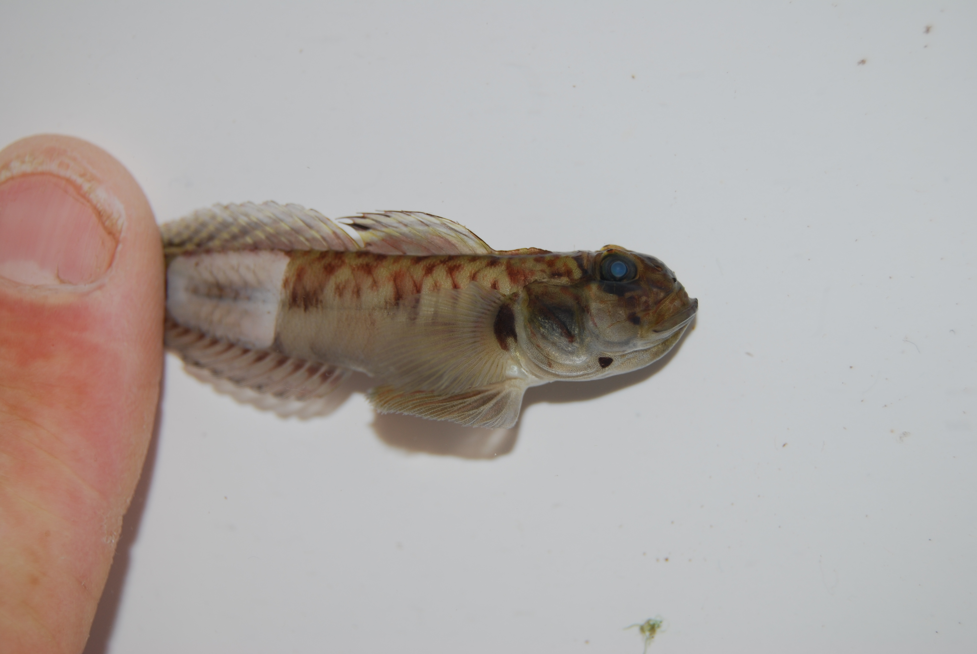 Lance tentacle goby (Oxyurichthys lonchotus) — Gobiidae — 2