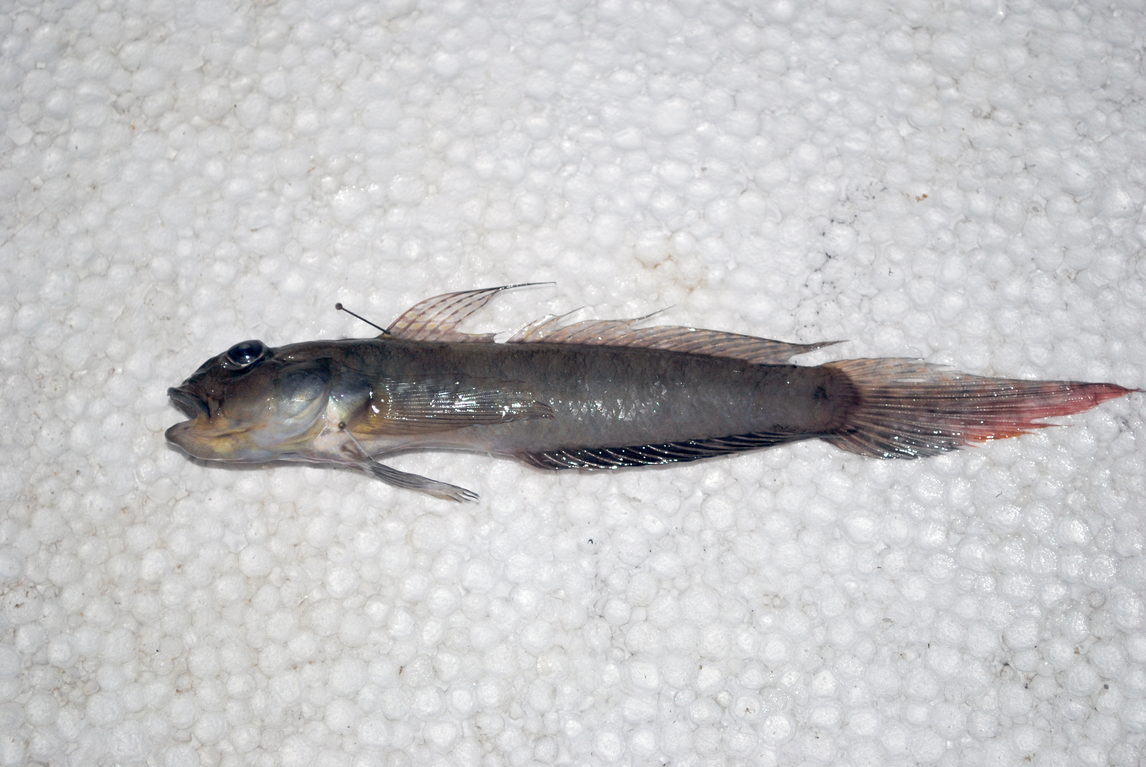 Eyebrow goby (Oxyurichthys ophthalmonema) — Gobiidae — 2