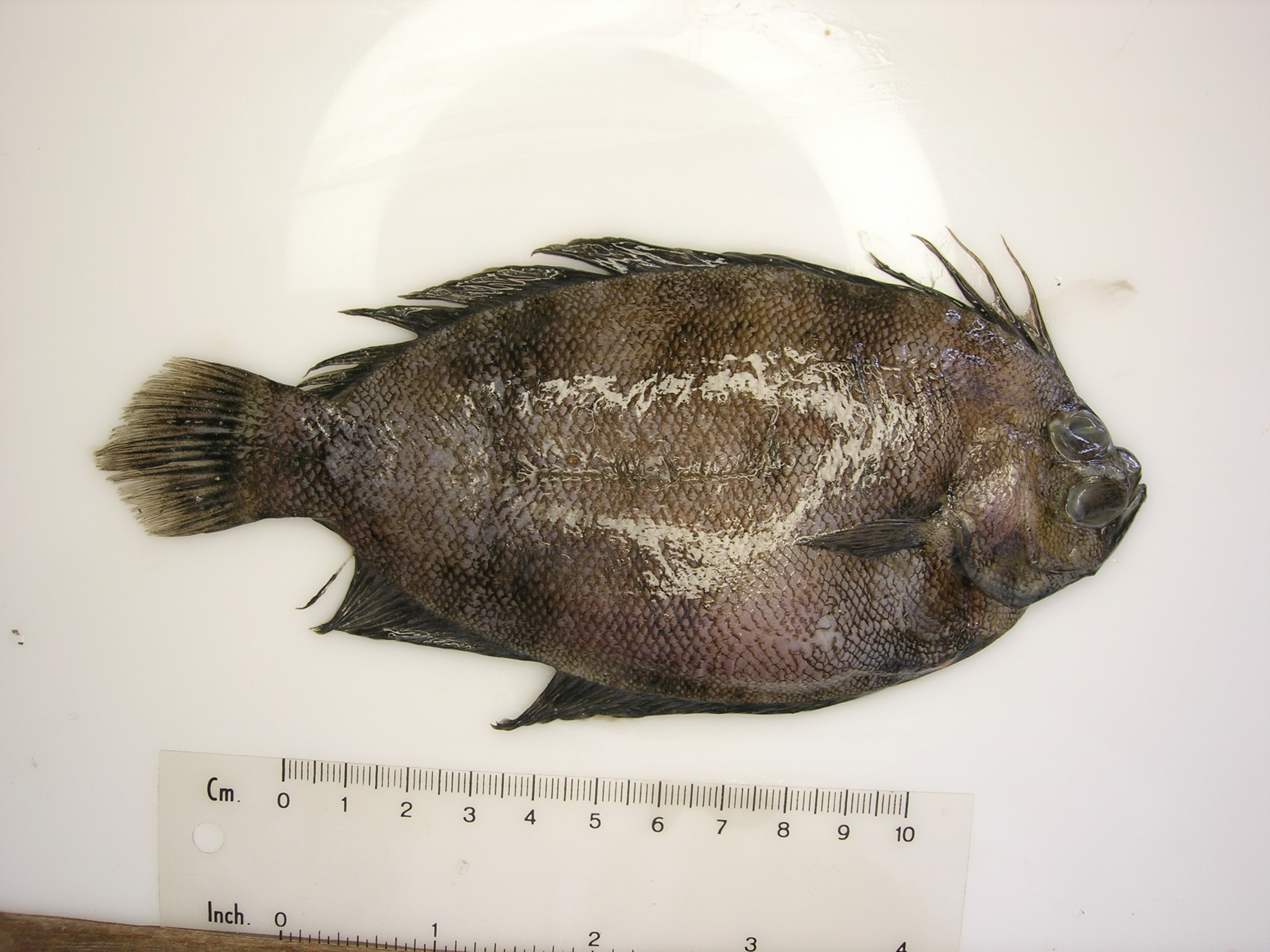 Comb flounder (Marleyella bicolorata) — Pleuronectidae — 2