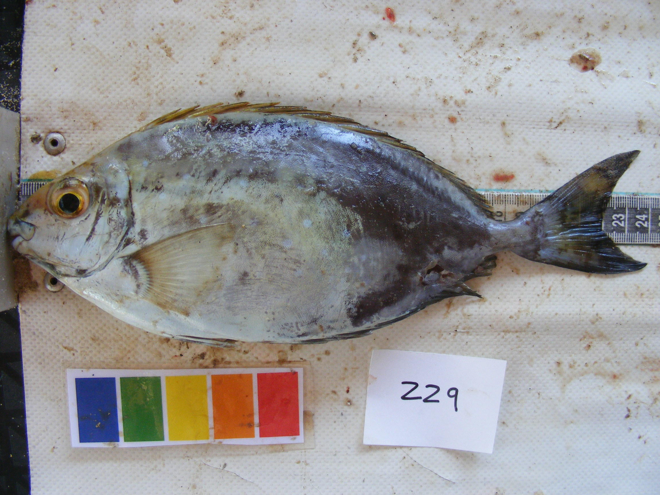 African whitespotted rabbitfish (Siganus sutor) — Siganidae — 3