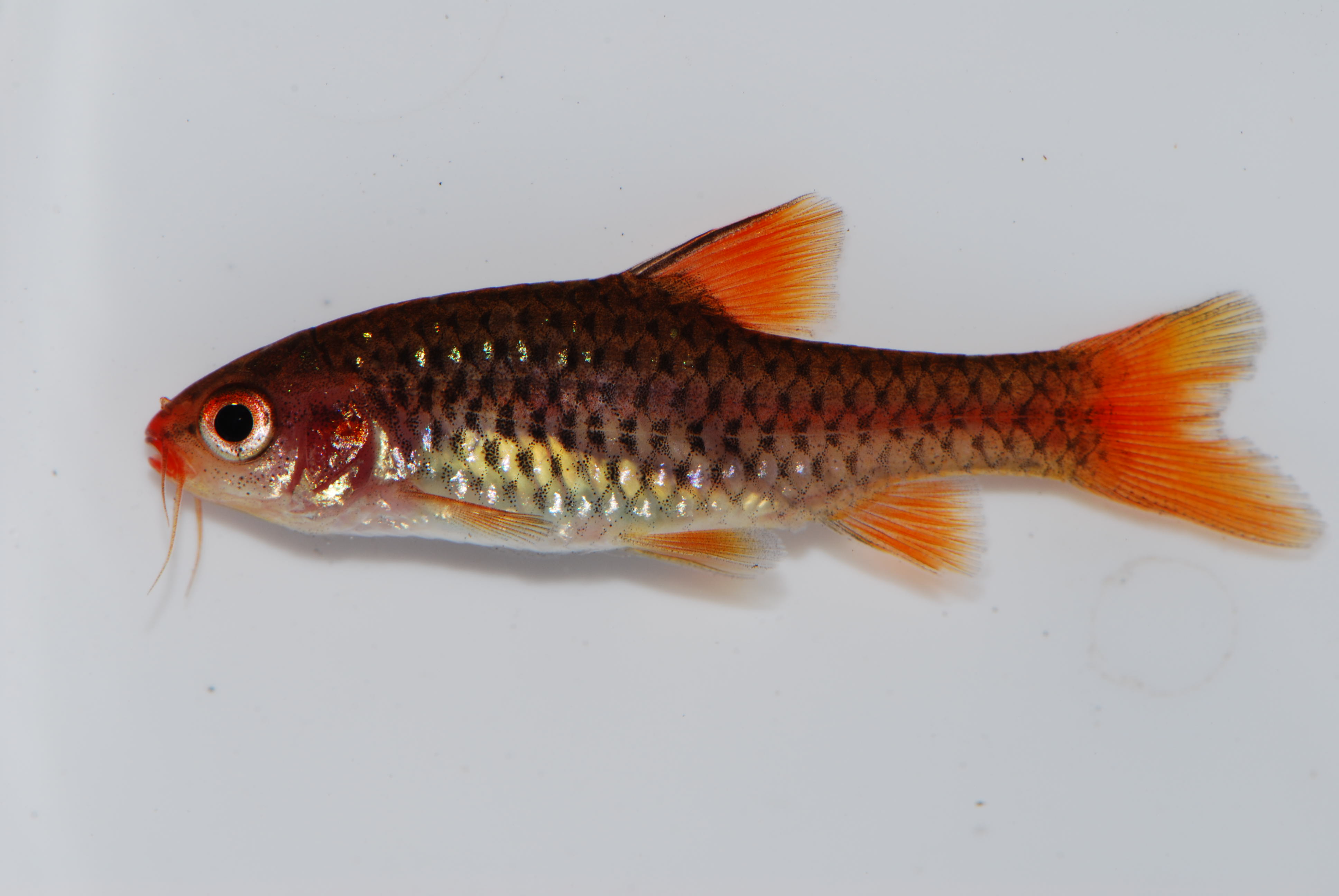 Chicapa barb (Enteromius chicapaensis) — Cyprinidae — 2