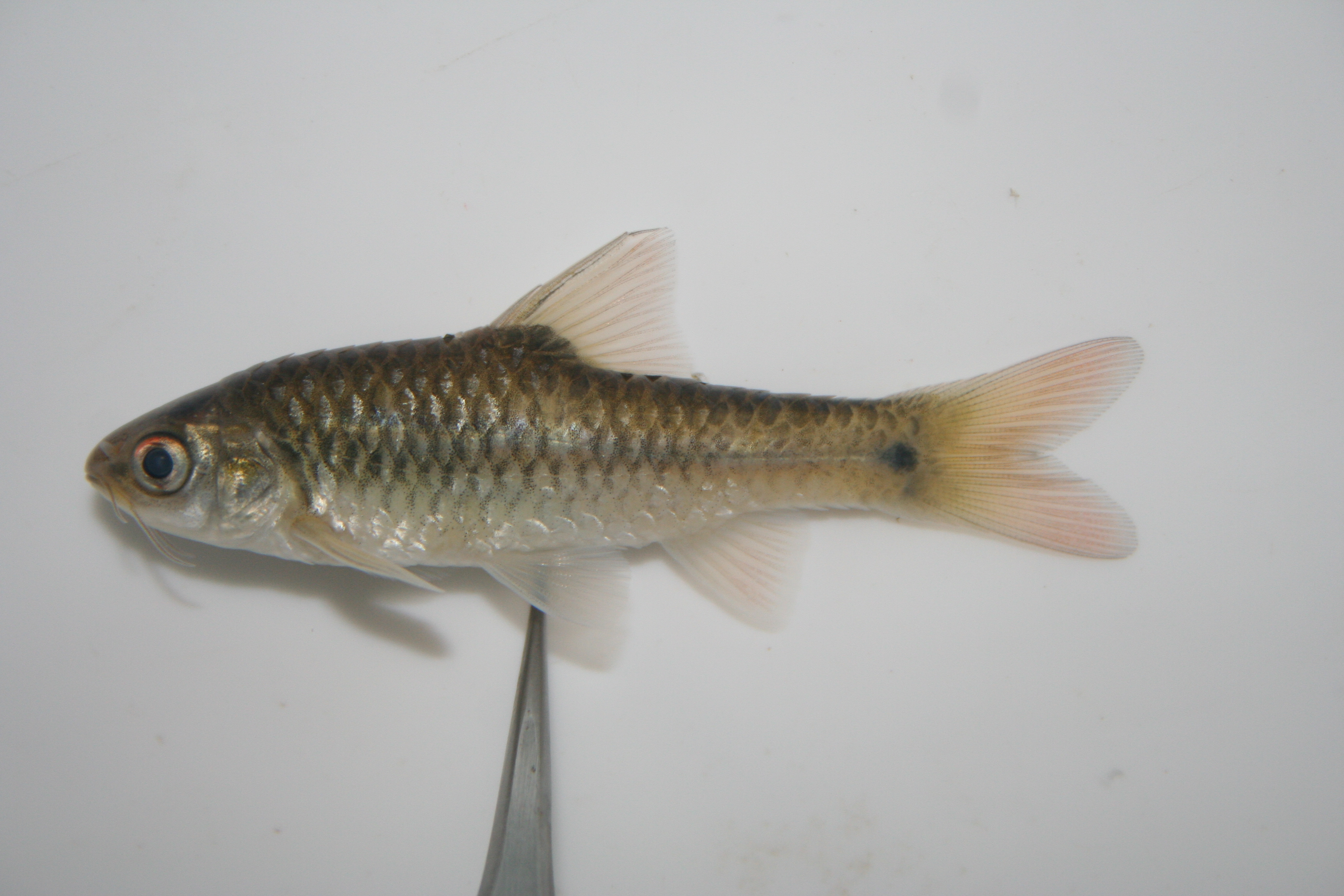 Gillbar barb (Enteromius kessleri) — Cyprinidae