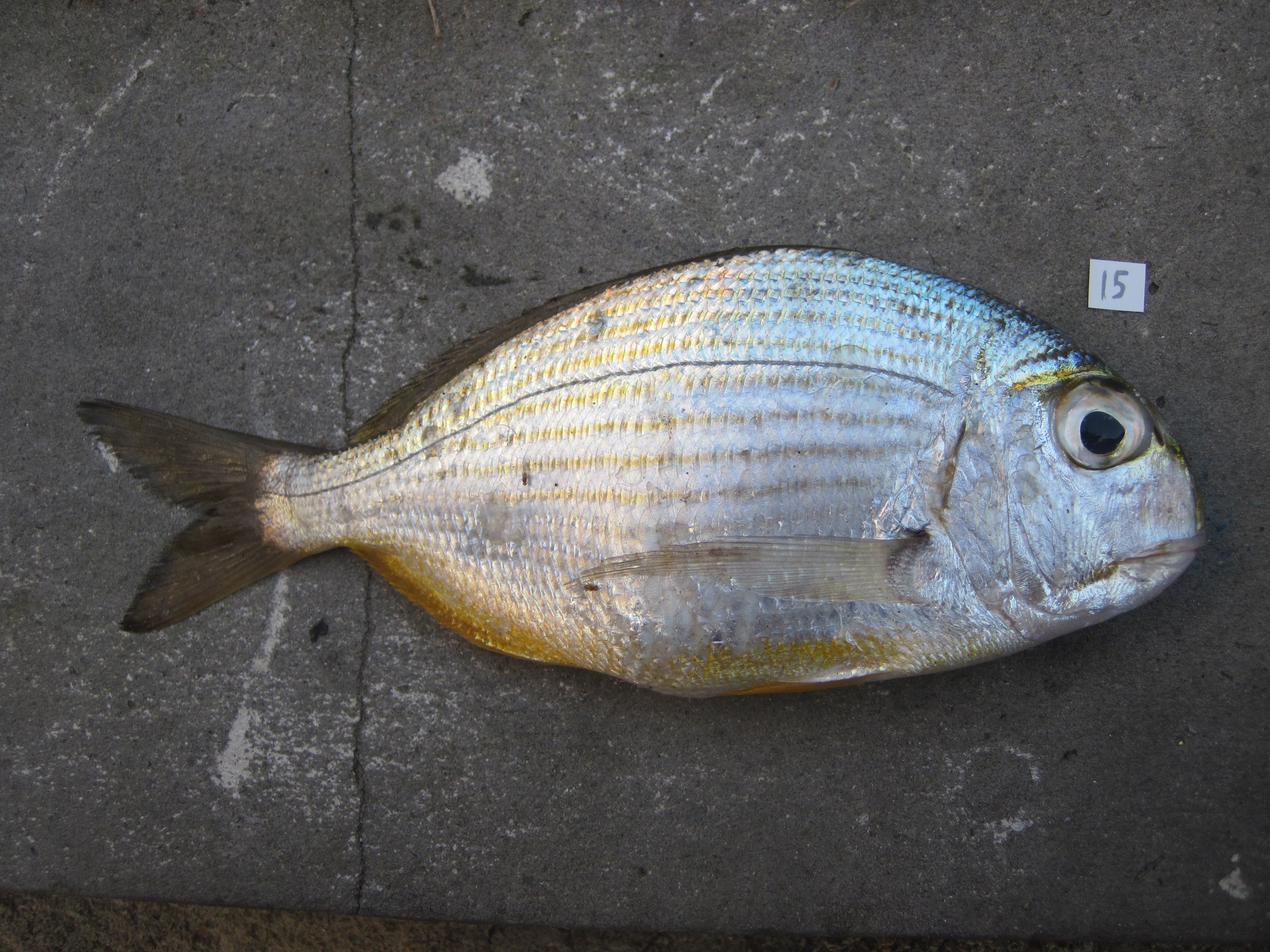 Bigeye stumpnose (Rhabdosargus thorpei) — Sparidae — 2