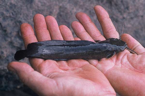 Broadhead catfish (Clariallabes platyprosopos) — Clariidae