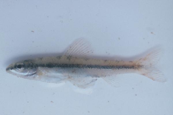 Broadbar citharine (Nannocharax macropterus) — Distichodontidae — 5