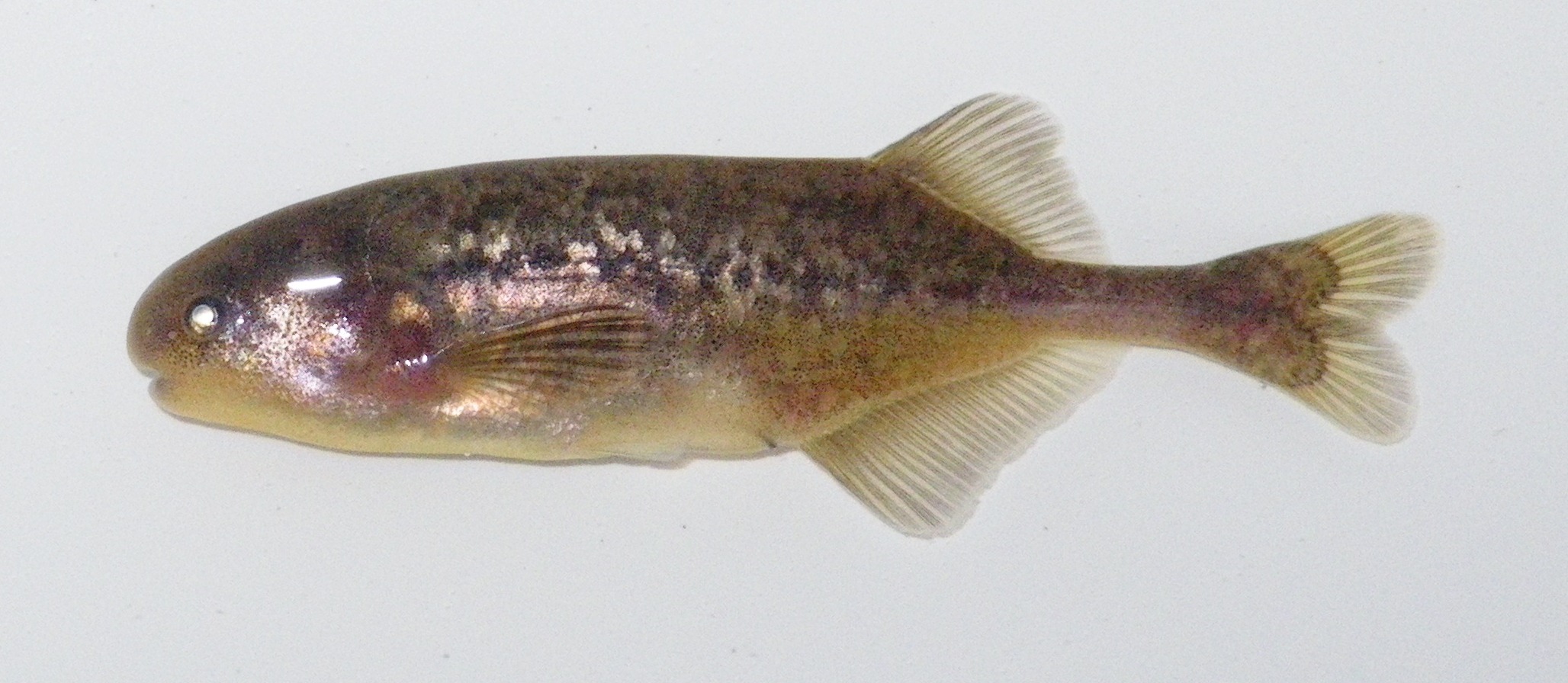 Stappers's elephantfish (Pollimyrus stappersii) — Mormyridae